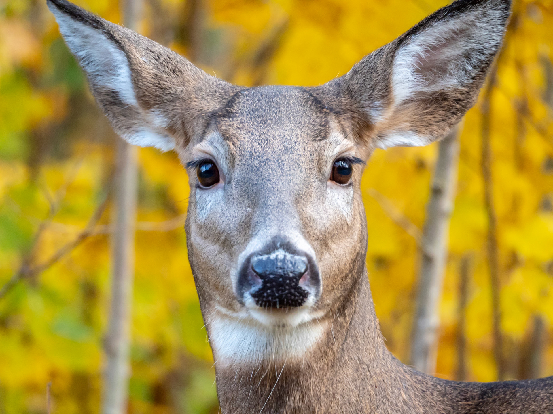 Deer in the fall, Haliburton, Ontario