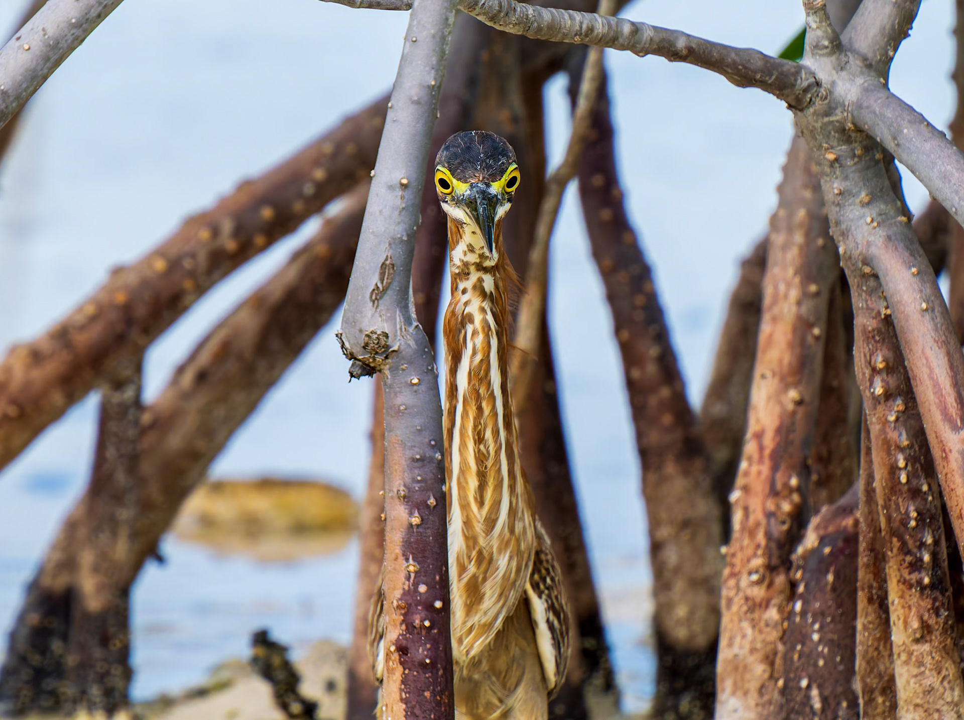 Green Heron in Chalk Sound National Park, Providenciales, Turks and Caicos Islands