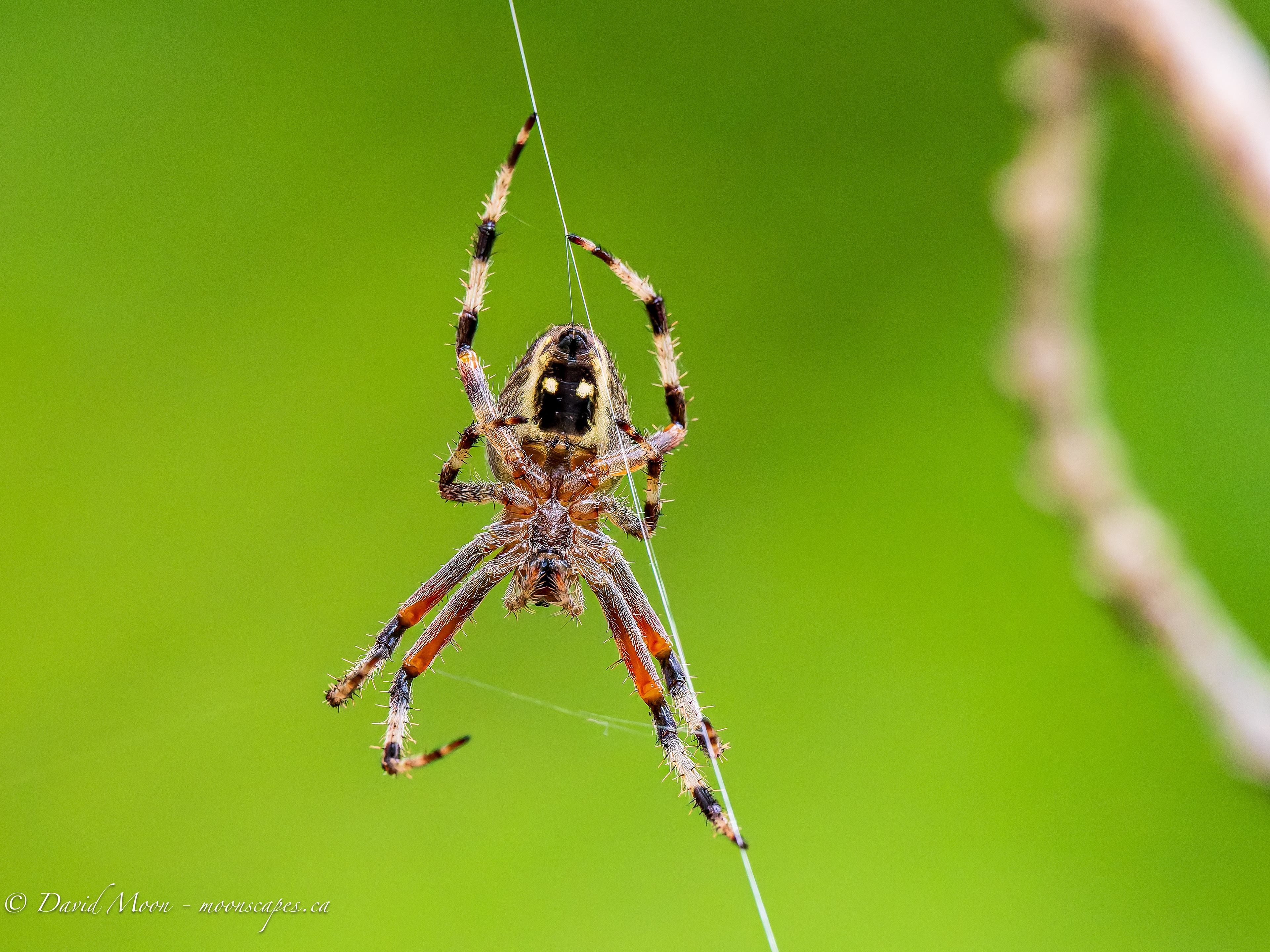 Orb Weaver sighted along the Lookout Trail, Haliburton Forest & Wildlife Reserve