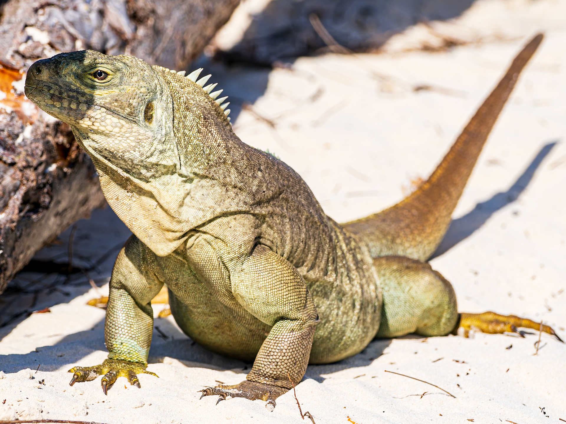 Rock Iguana at Half Moon Bay near Little Water Cay, Turks and Caicos Islands