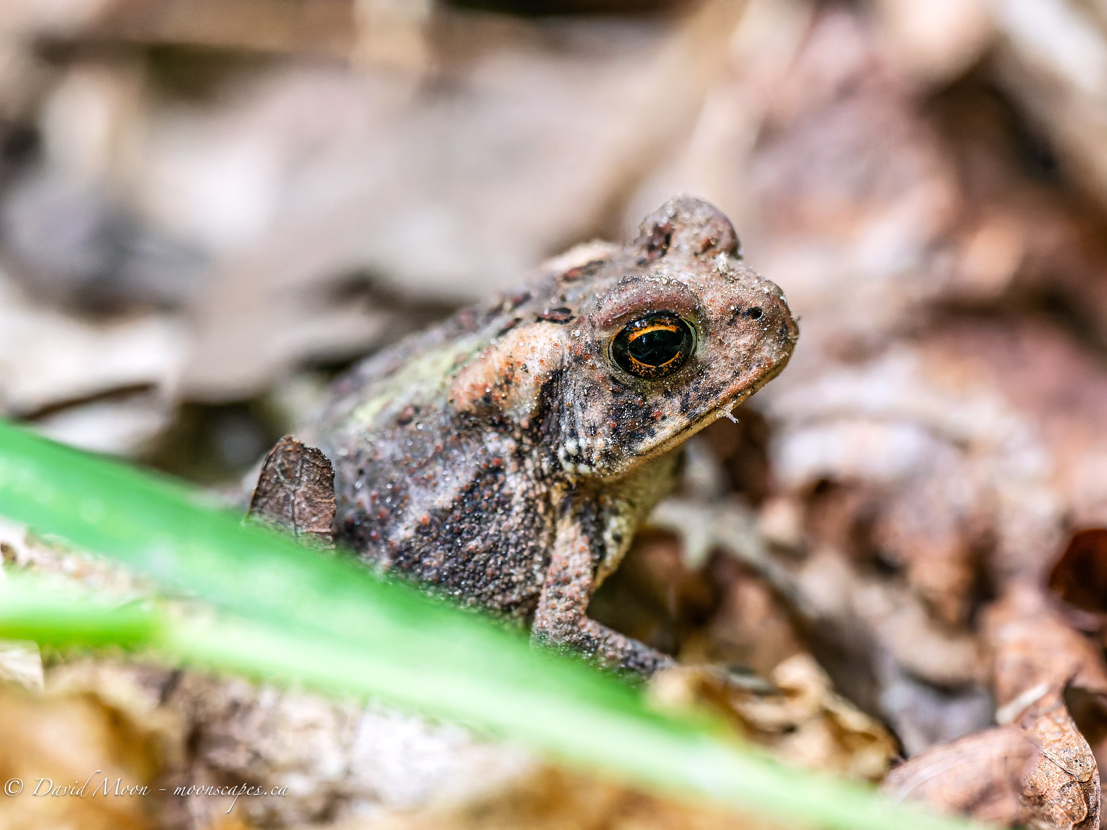 American Toad - along the Lookout Trail, Haliburton Forest & Wildlife Reserve