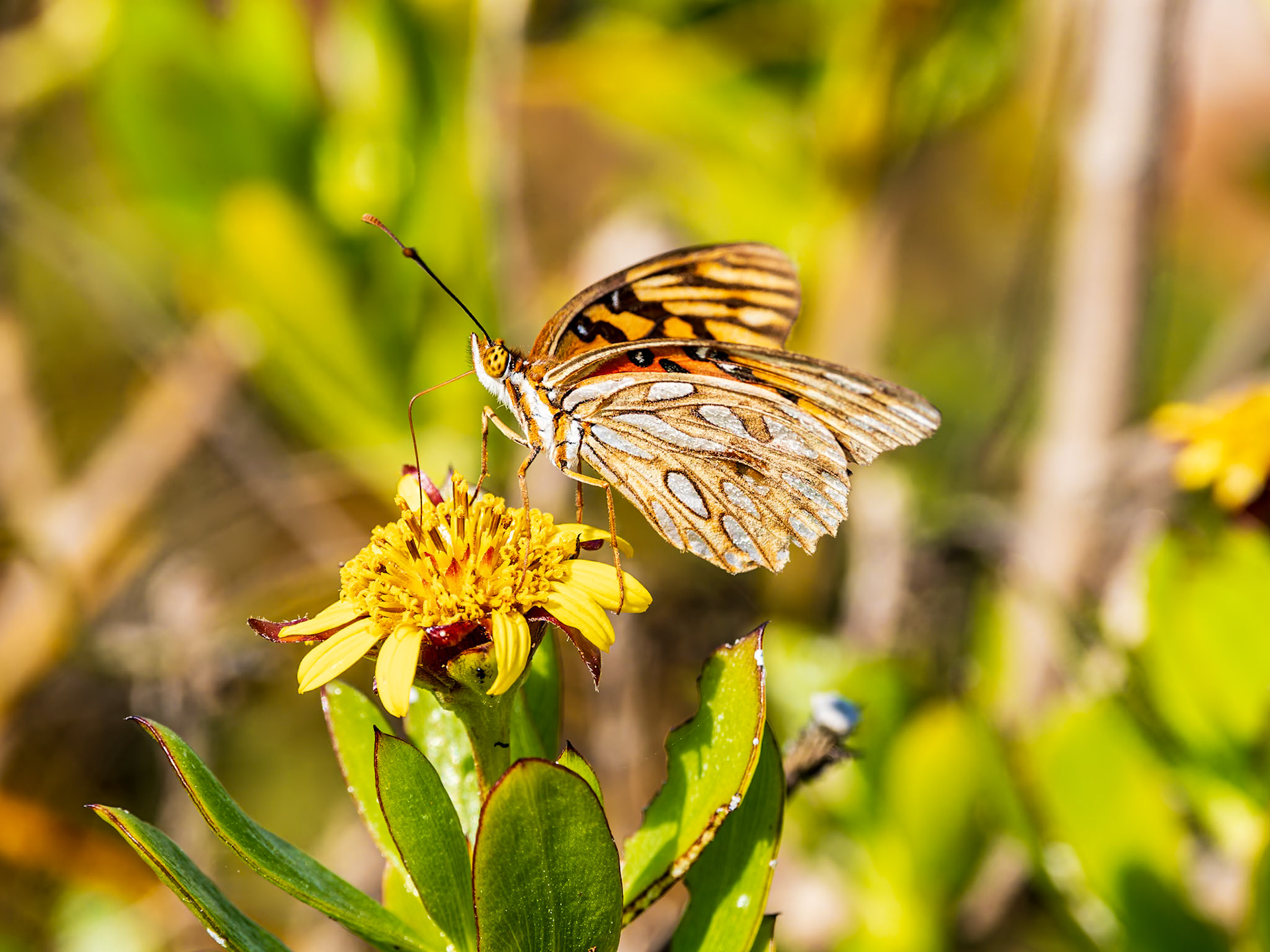 Gulf fritillary on a flower at Hidden Beach,  Providenciales, Turks and Caicos Islands