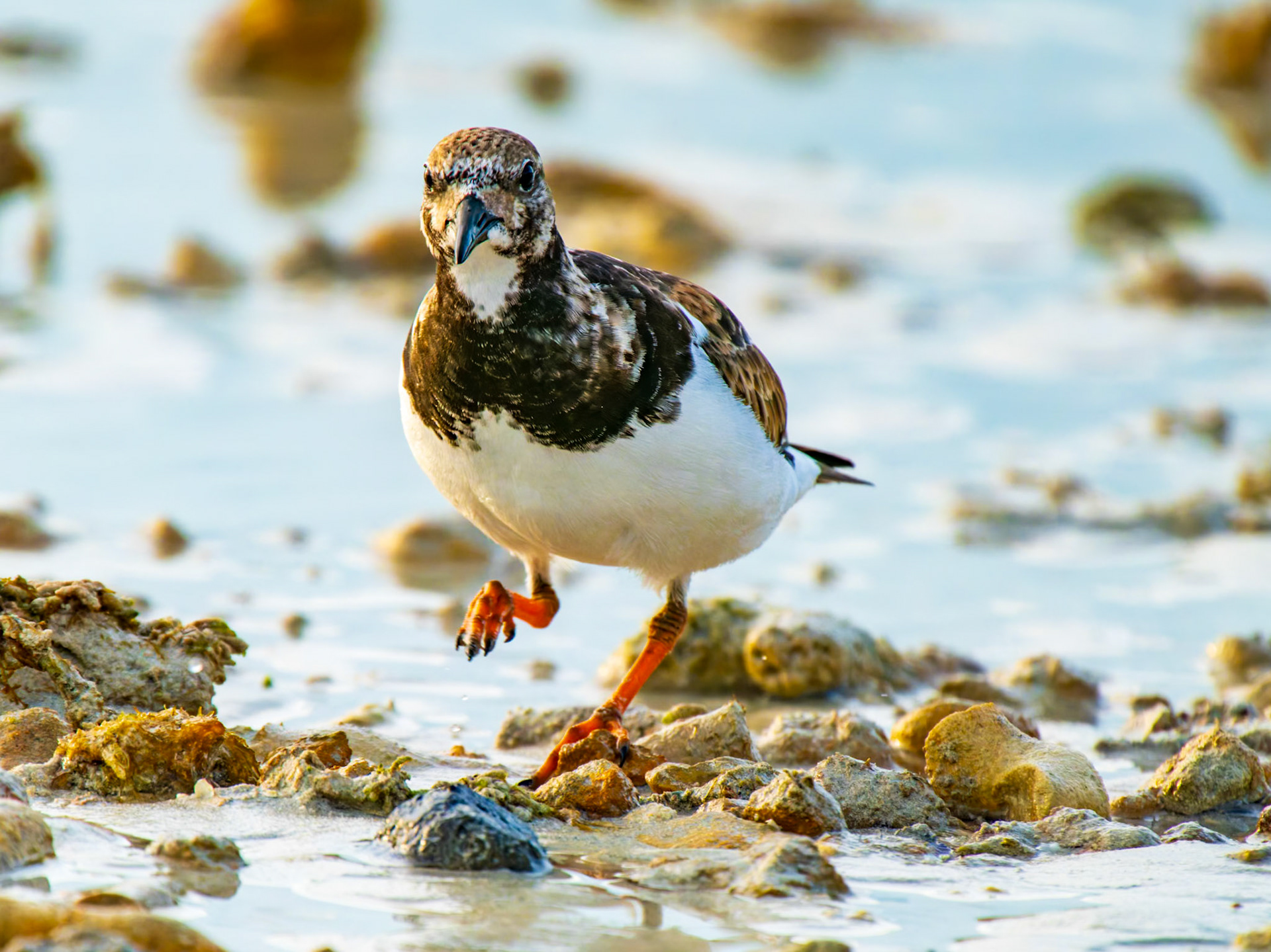 Ruddy Turnstone Sandpiper at Long Bay Beach, Providenciales, Turks and Caicos Islands