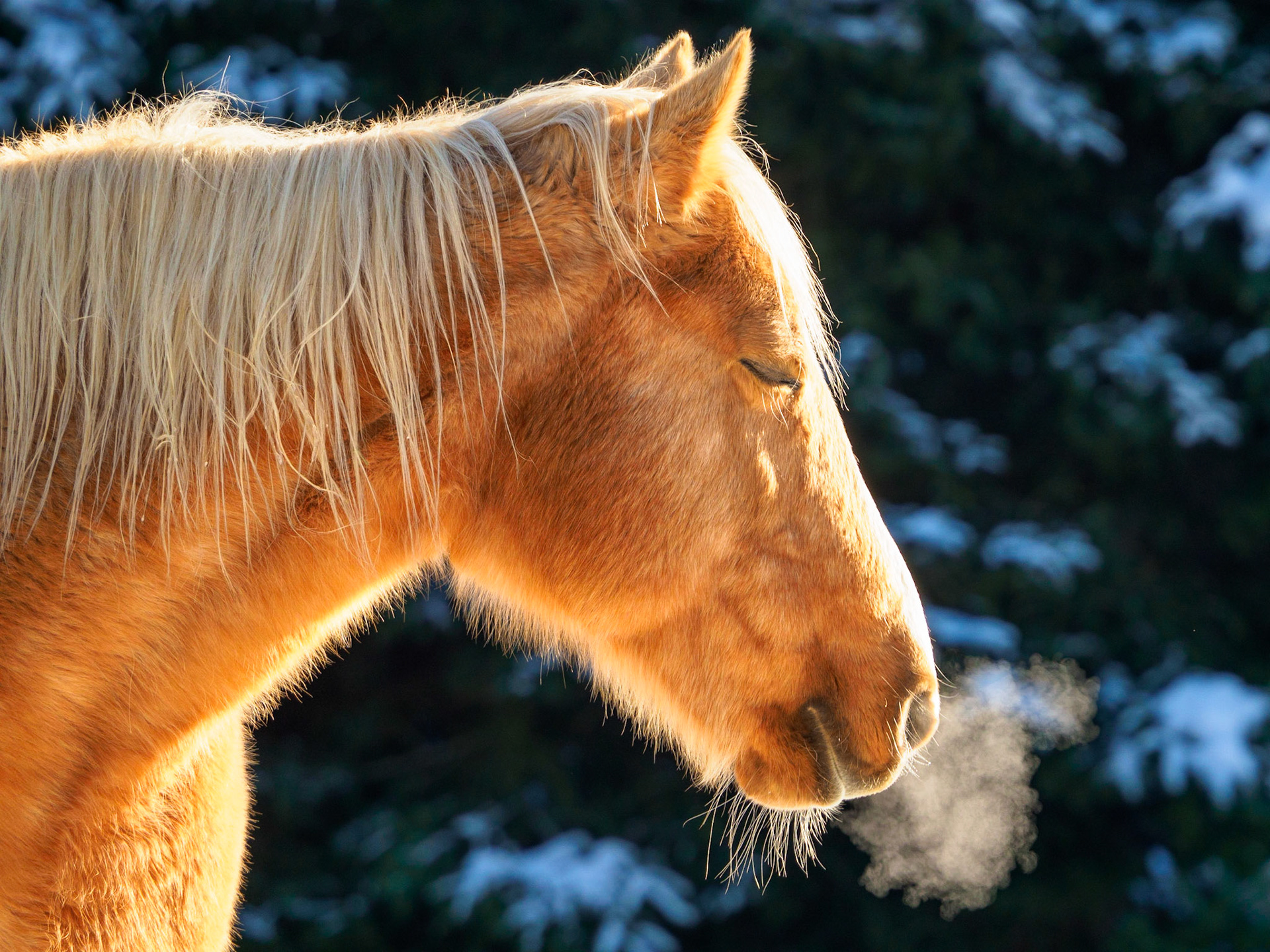 Rocky Mountain Horse, Bancroft, Ontario