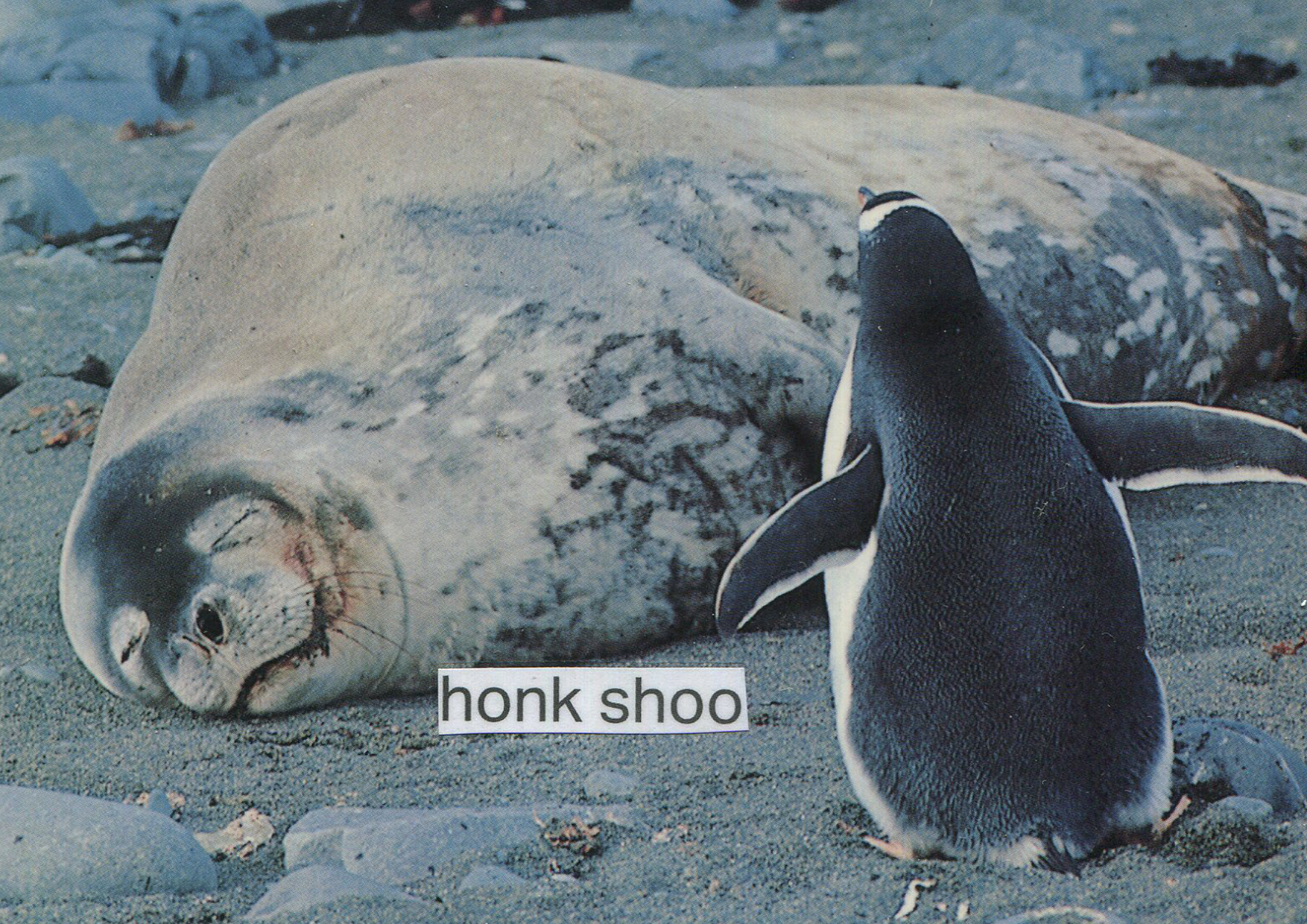 HONK SHOO | collage
