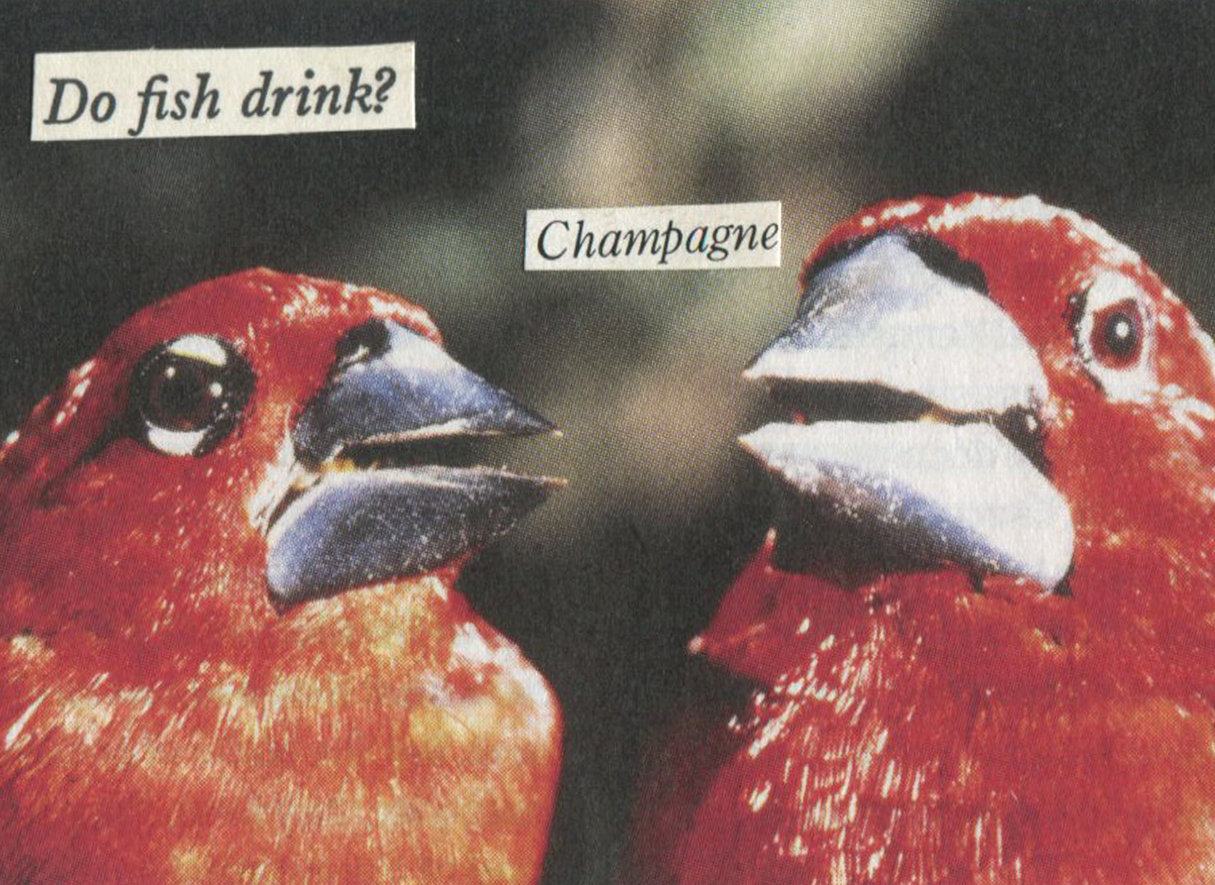 DO FISH DRINK? | collage