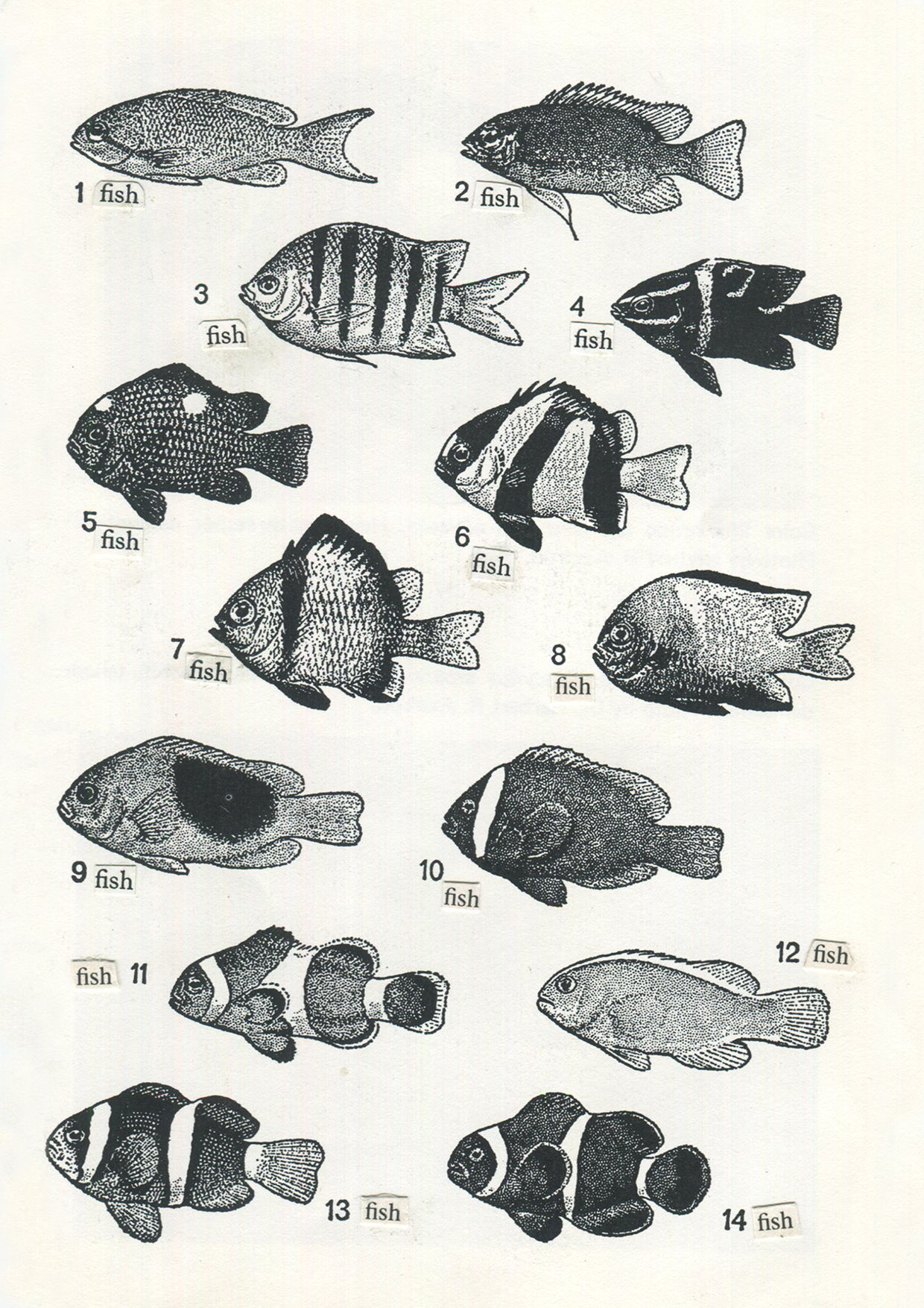 FISH | collage