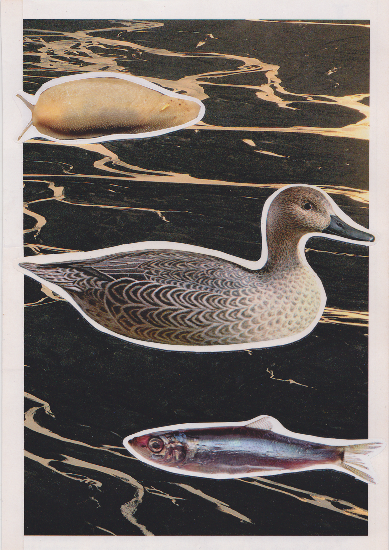 DUCK SLUG FISH | collage