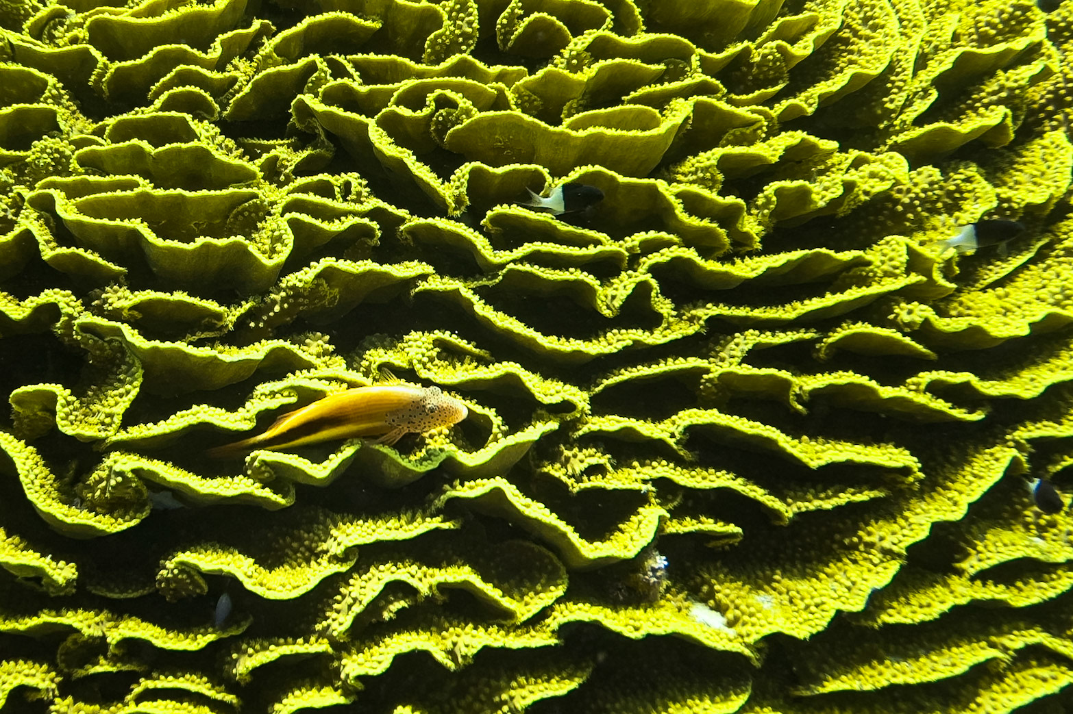 Coral reef in the red sea near Sharm el Sheikh
