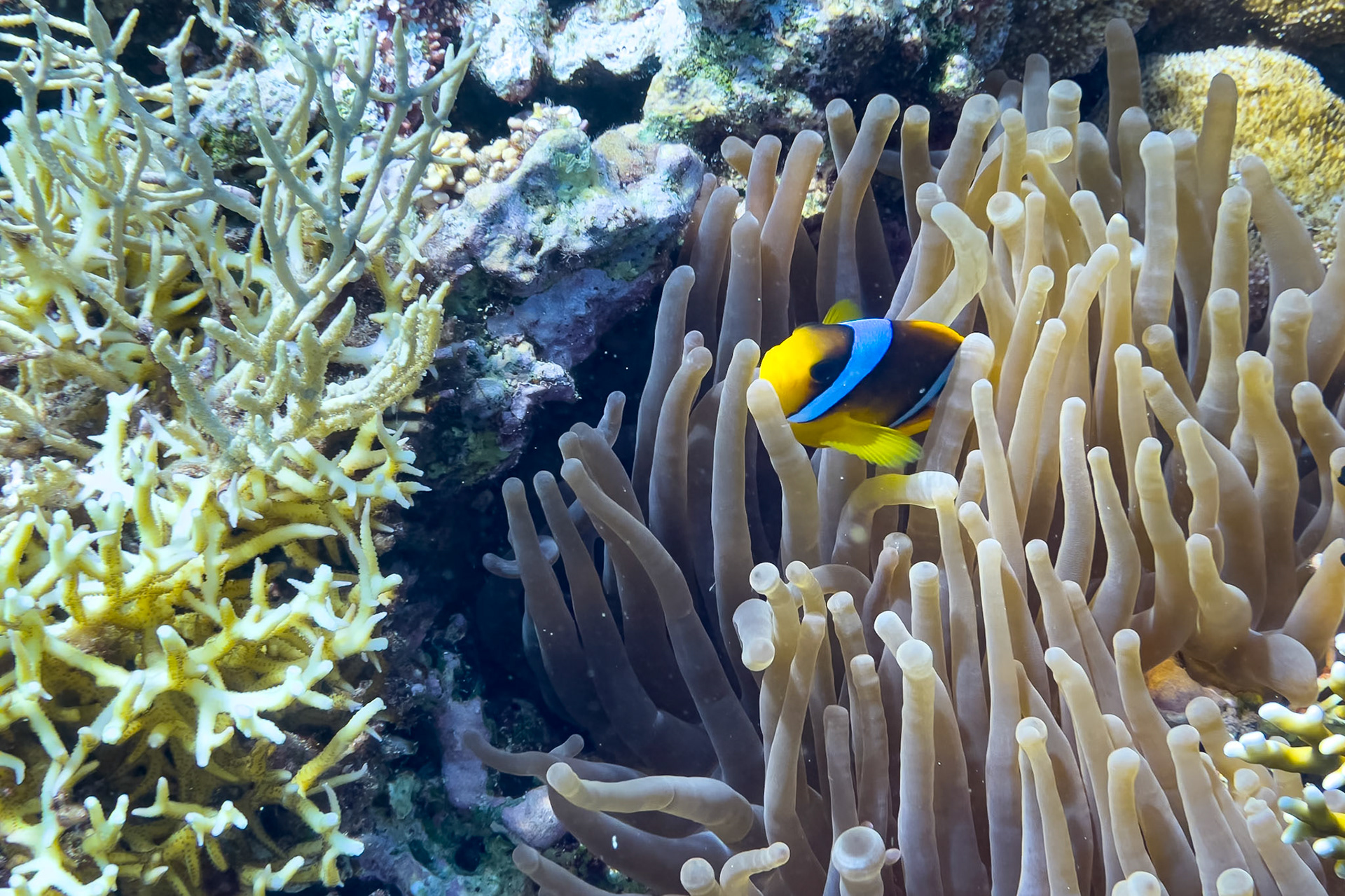 Coral reef in the red sea near Sharm el Sheikh