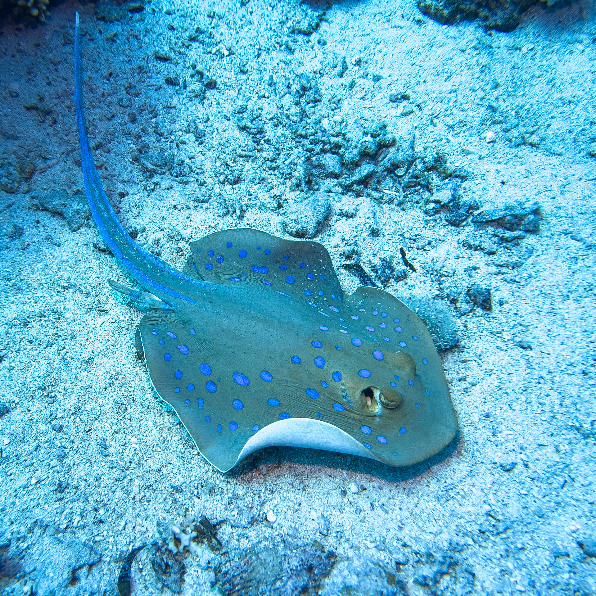 Blue doted ray near Sharm el Sheikh