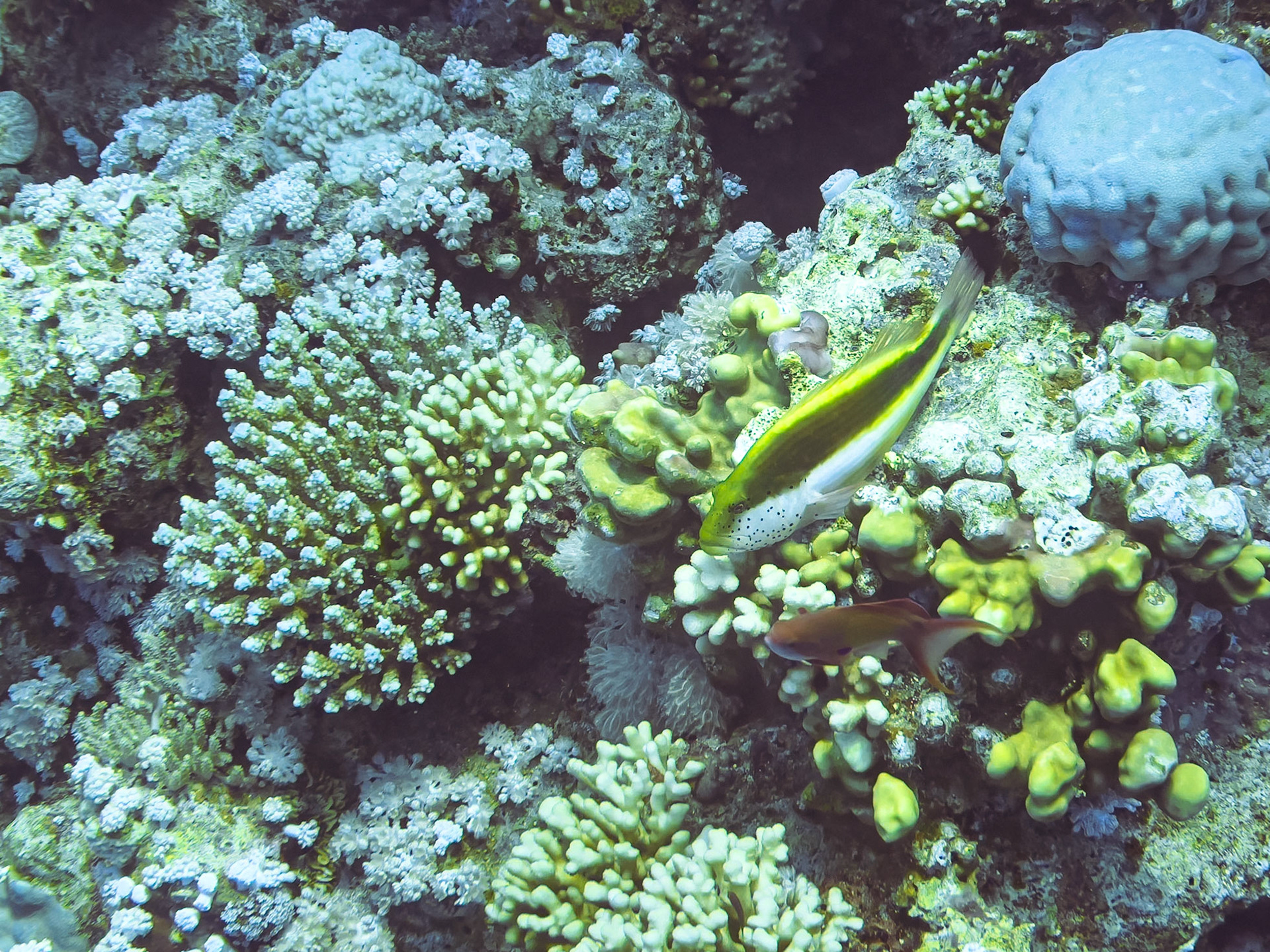 Coral reef in the red sea near Sharm el Sheikh