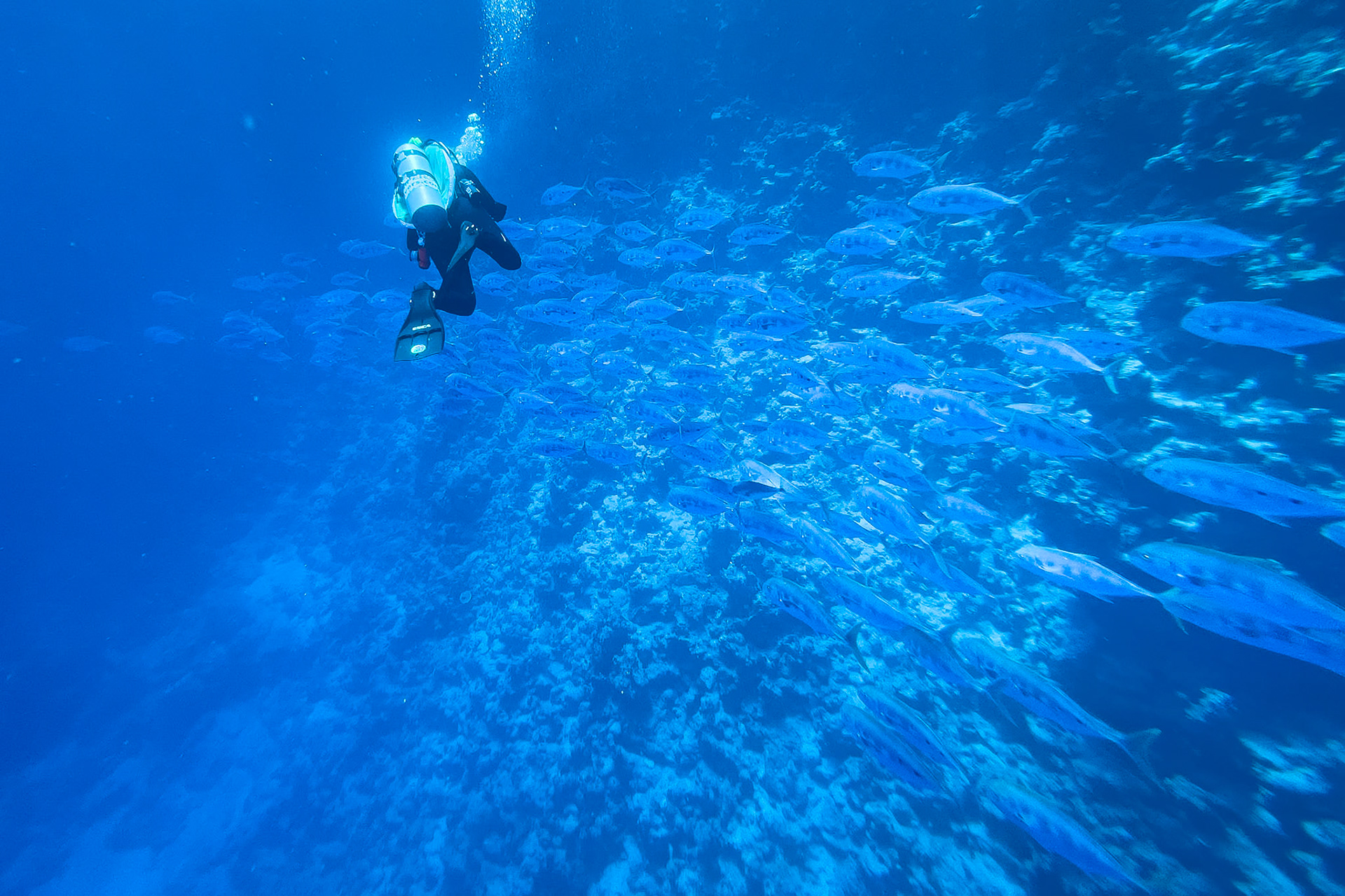 Coral reef in the red sea near Sharm el Sheikh