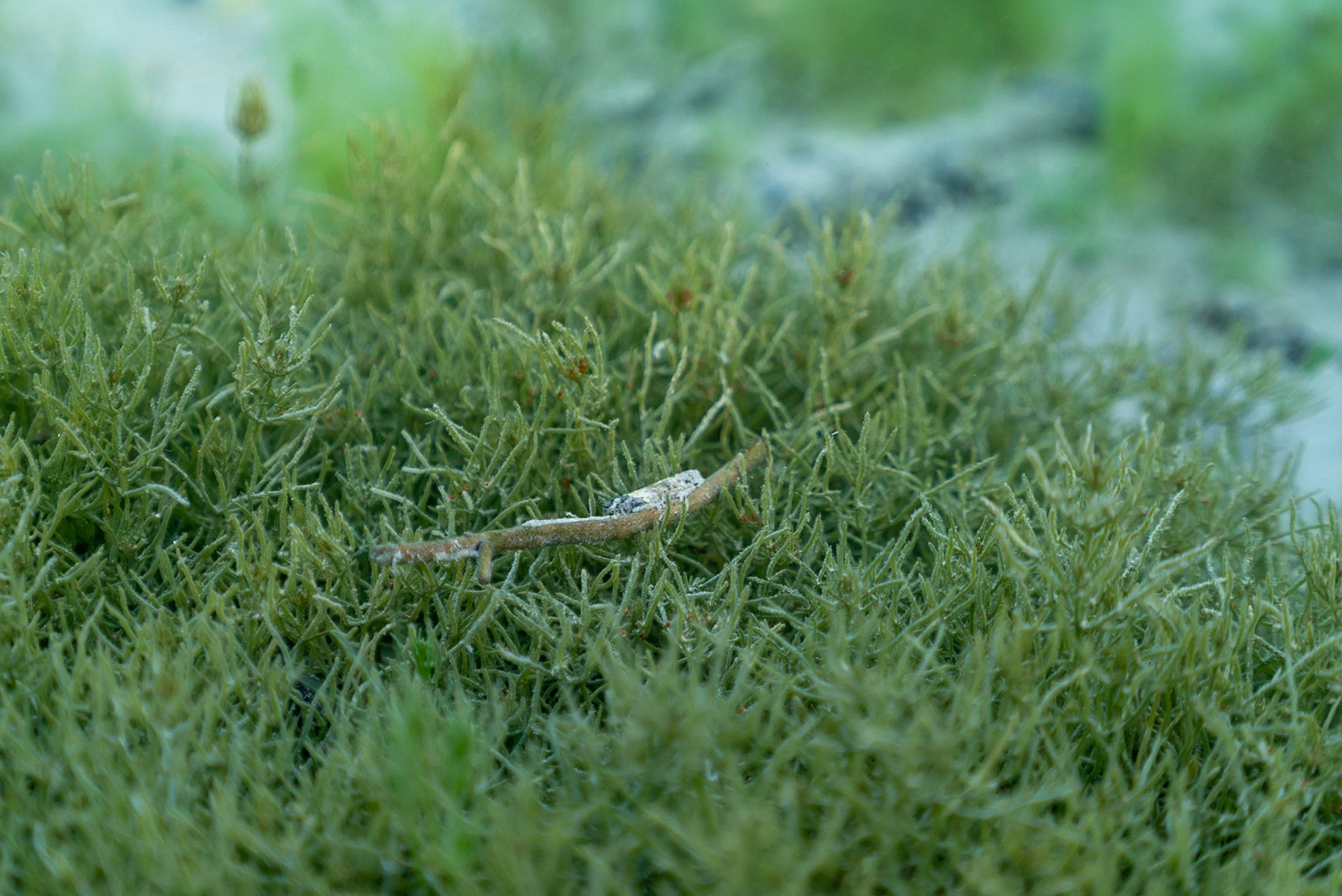 Trichoptera larva are known to be an indicator of excelent water quality