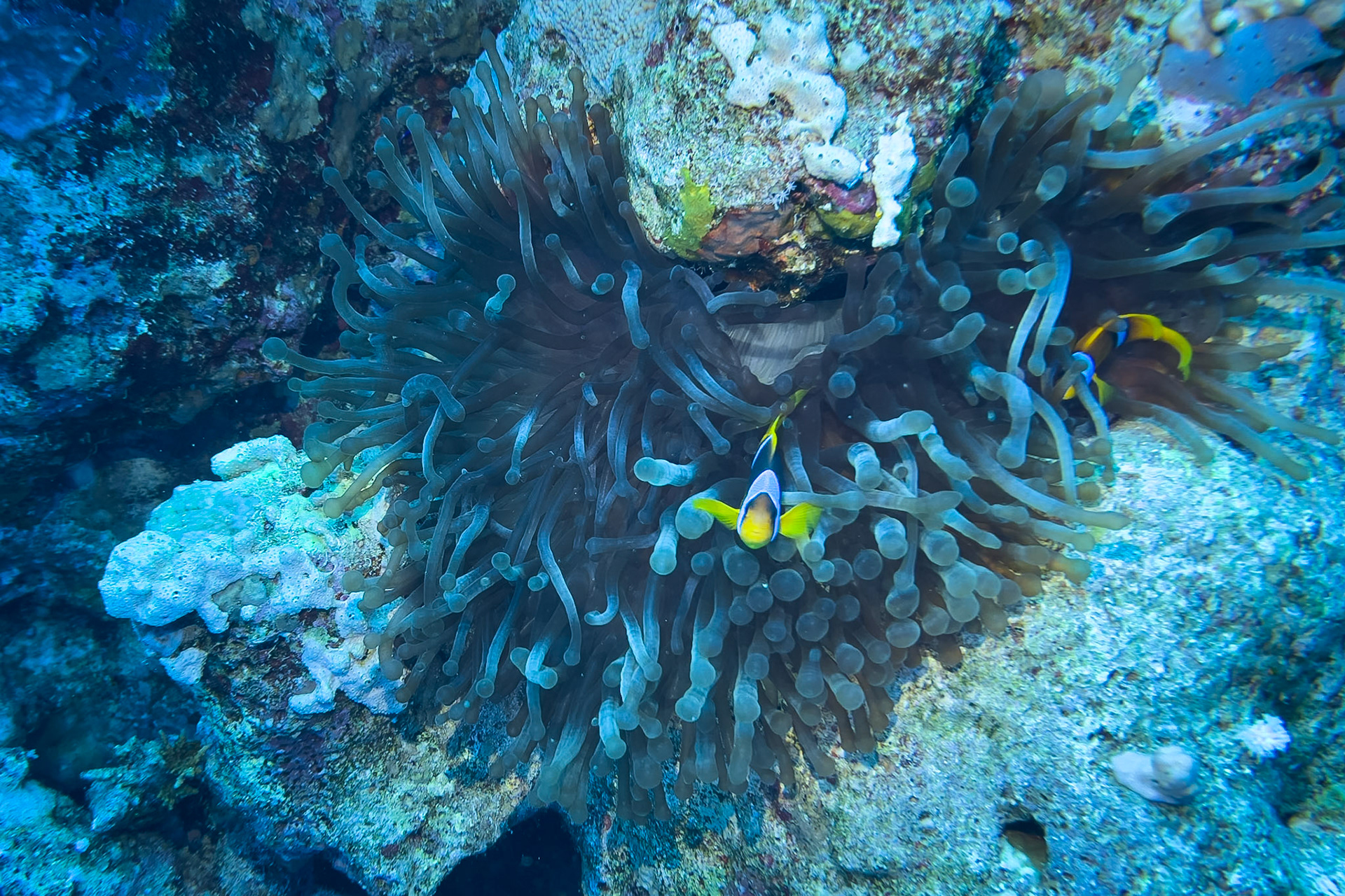 Coral reef in the red sea near Sharm el Sheikh
