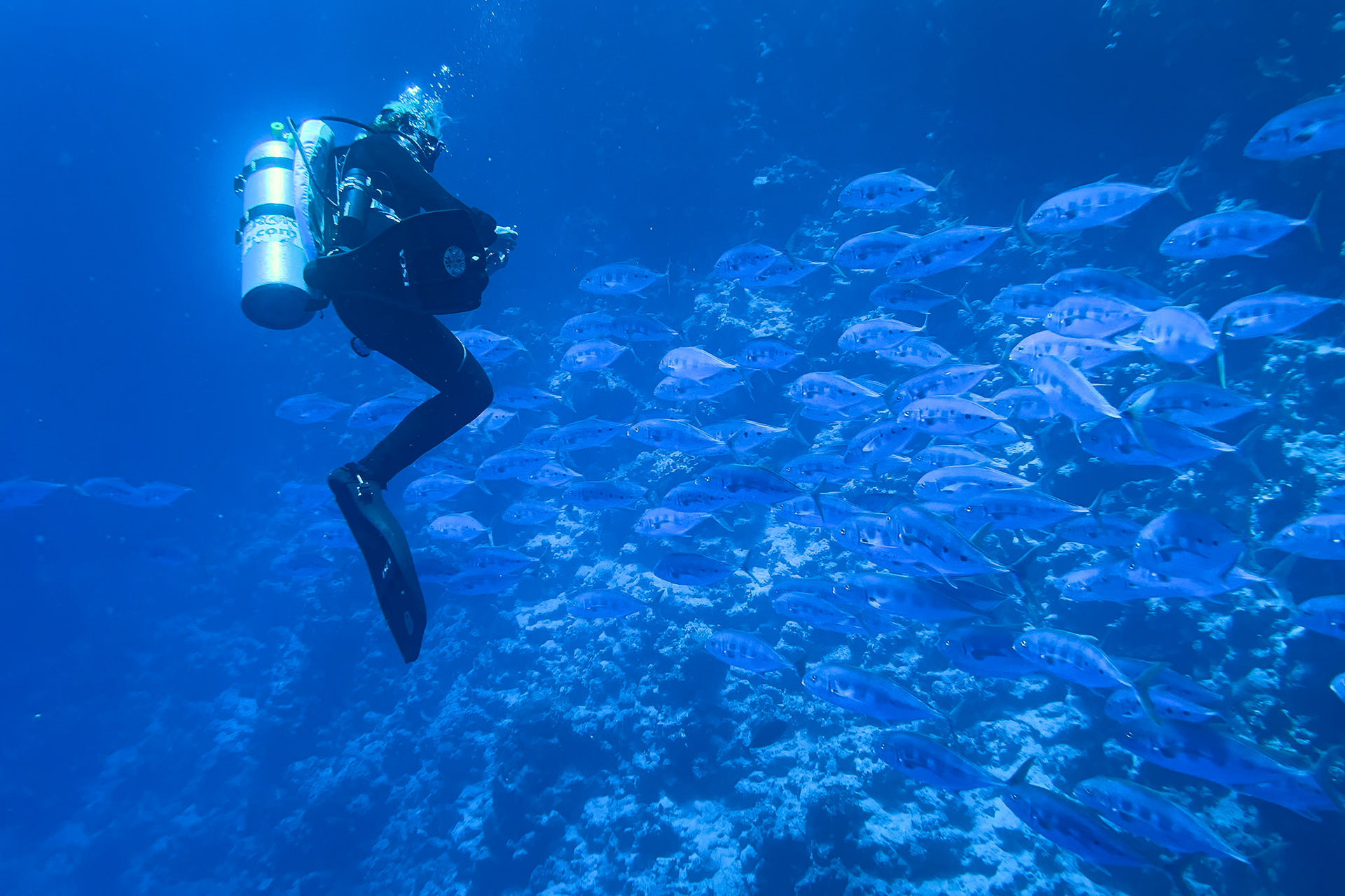 Coral reef in the red sea near Sharm el Sheikh