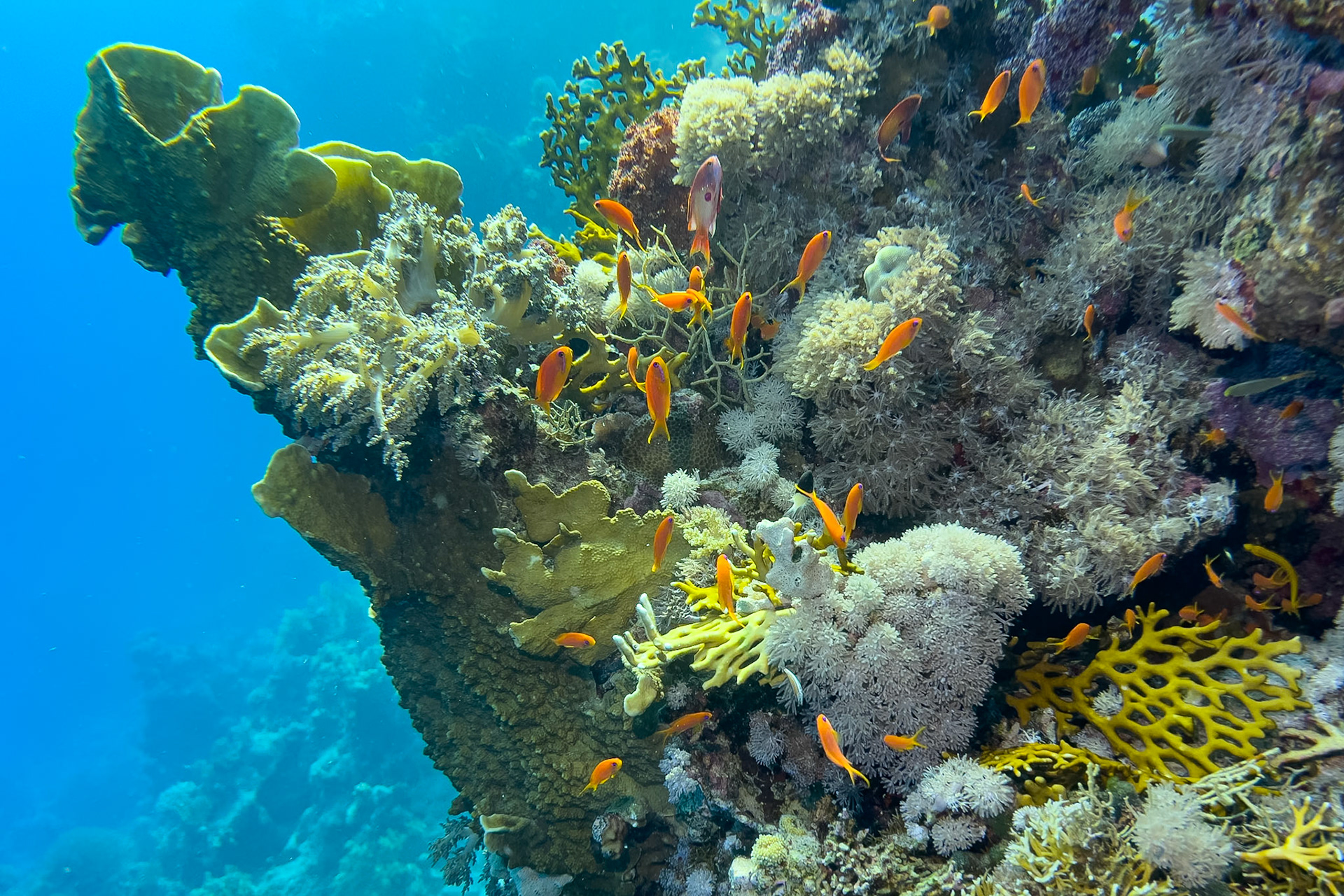 Coral reef in the red sea near Sharm el Sheikh
