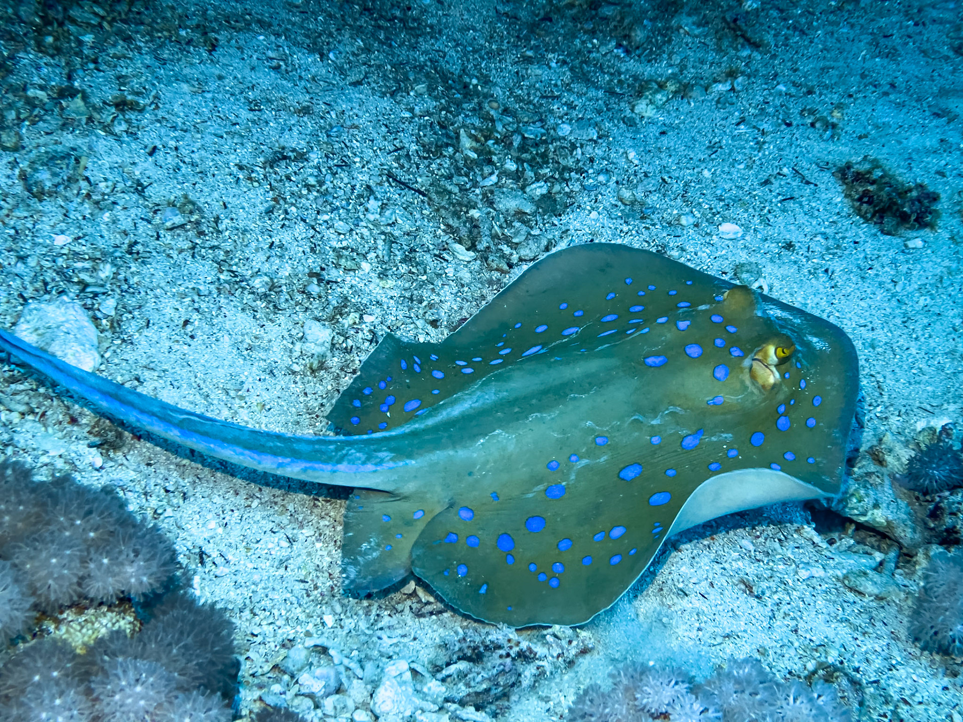 Blue dotted ray near Sharm el Sheikh