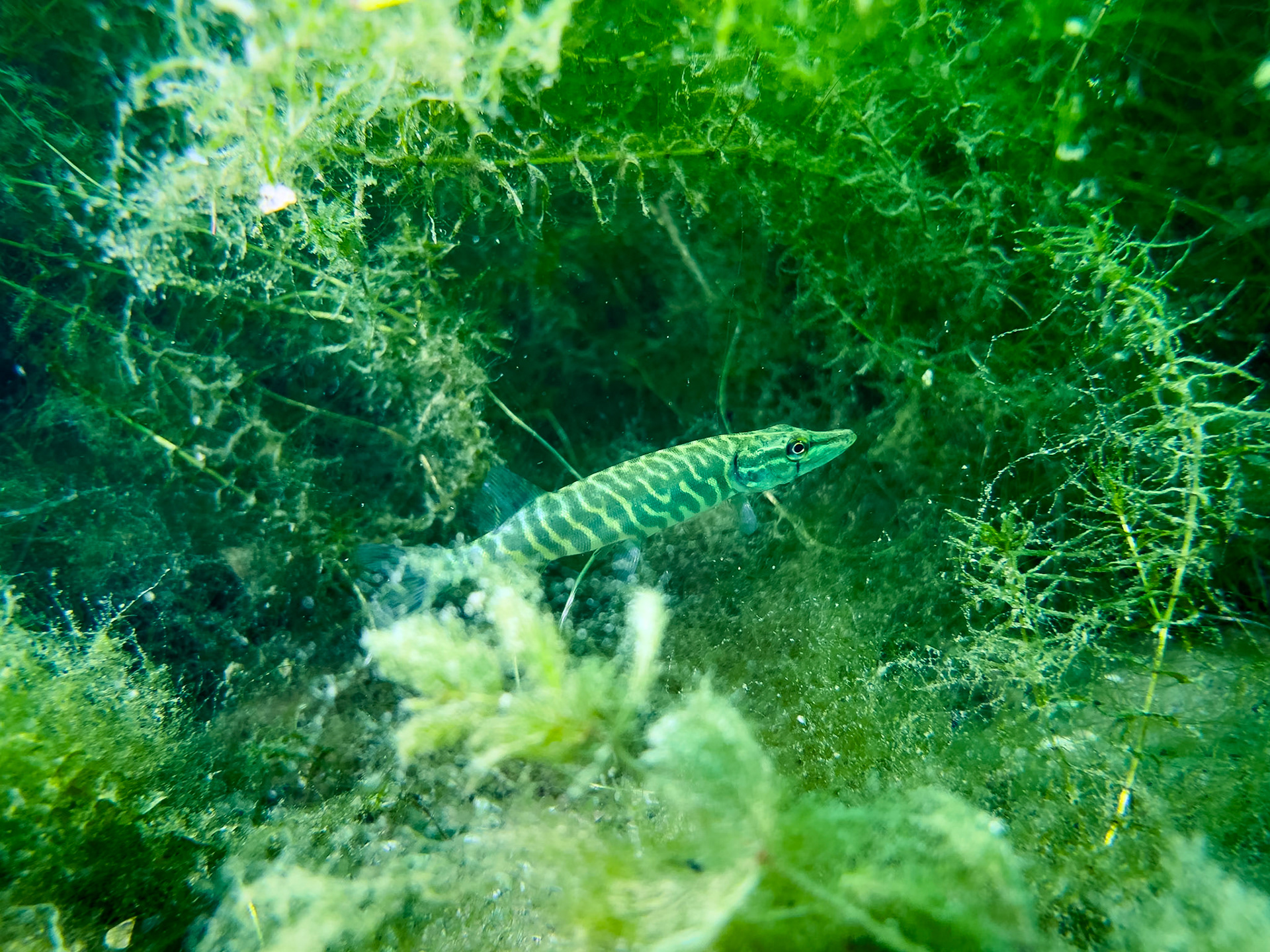Young pike on the hunt