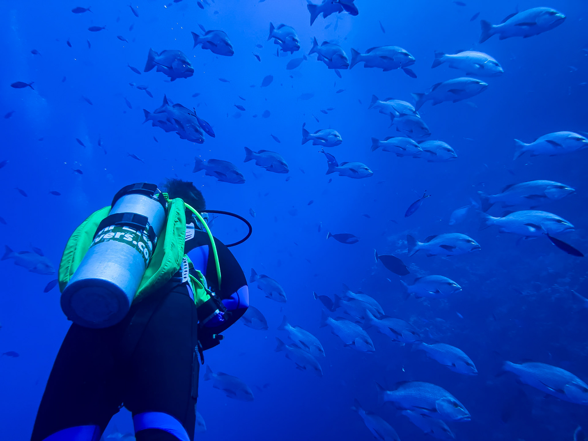 Coral reef in the red sea near Sharm el Sheikh