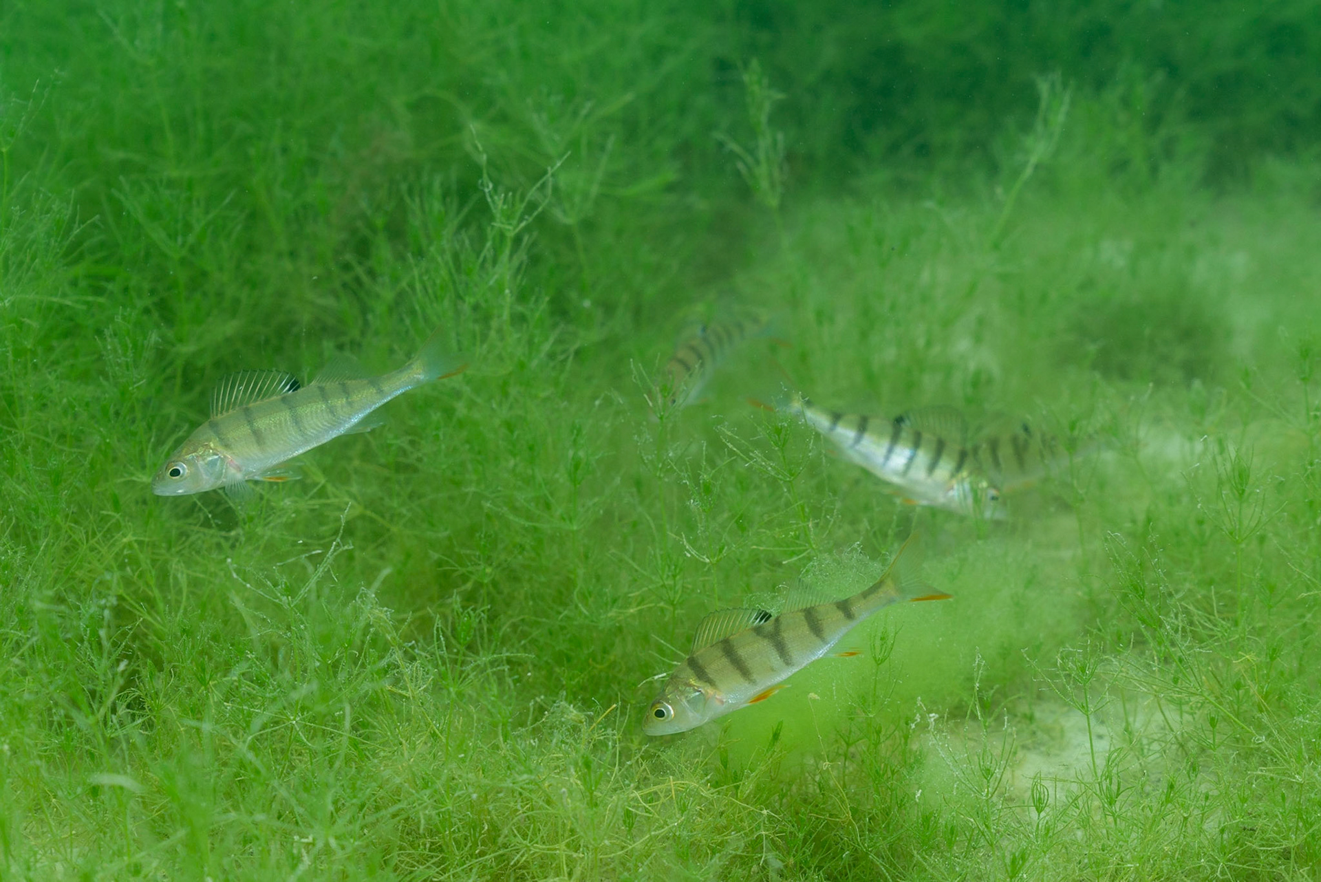Perches in lake Nechatel