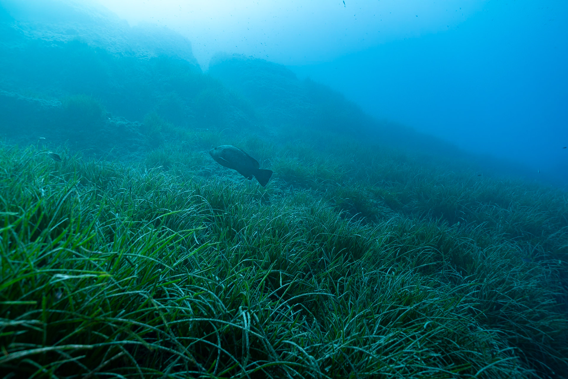 Marine life near Portofino / Italy
