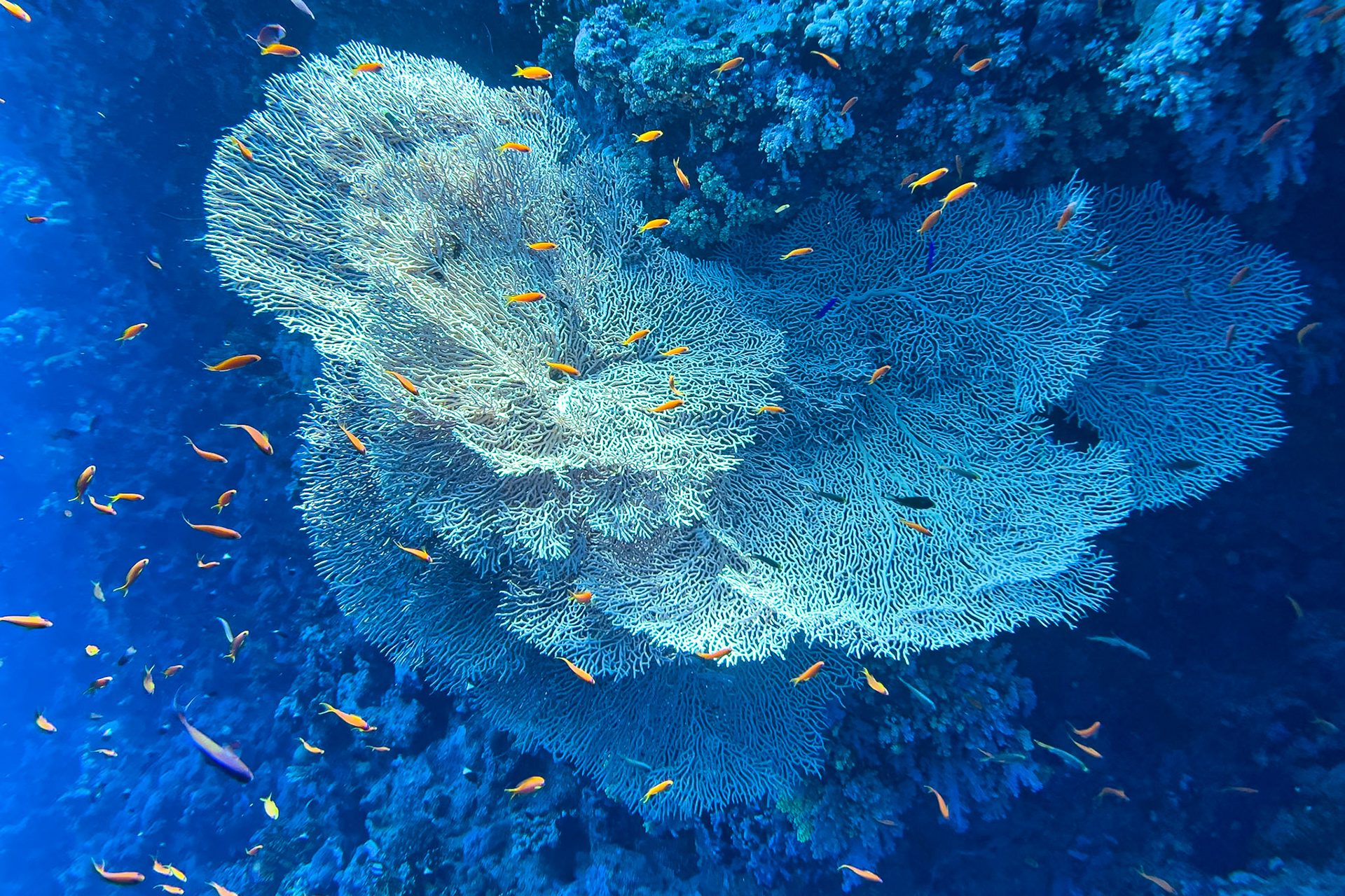 Coral reef in the red sea near Sharm el Sheikh