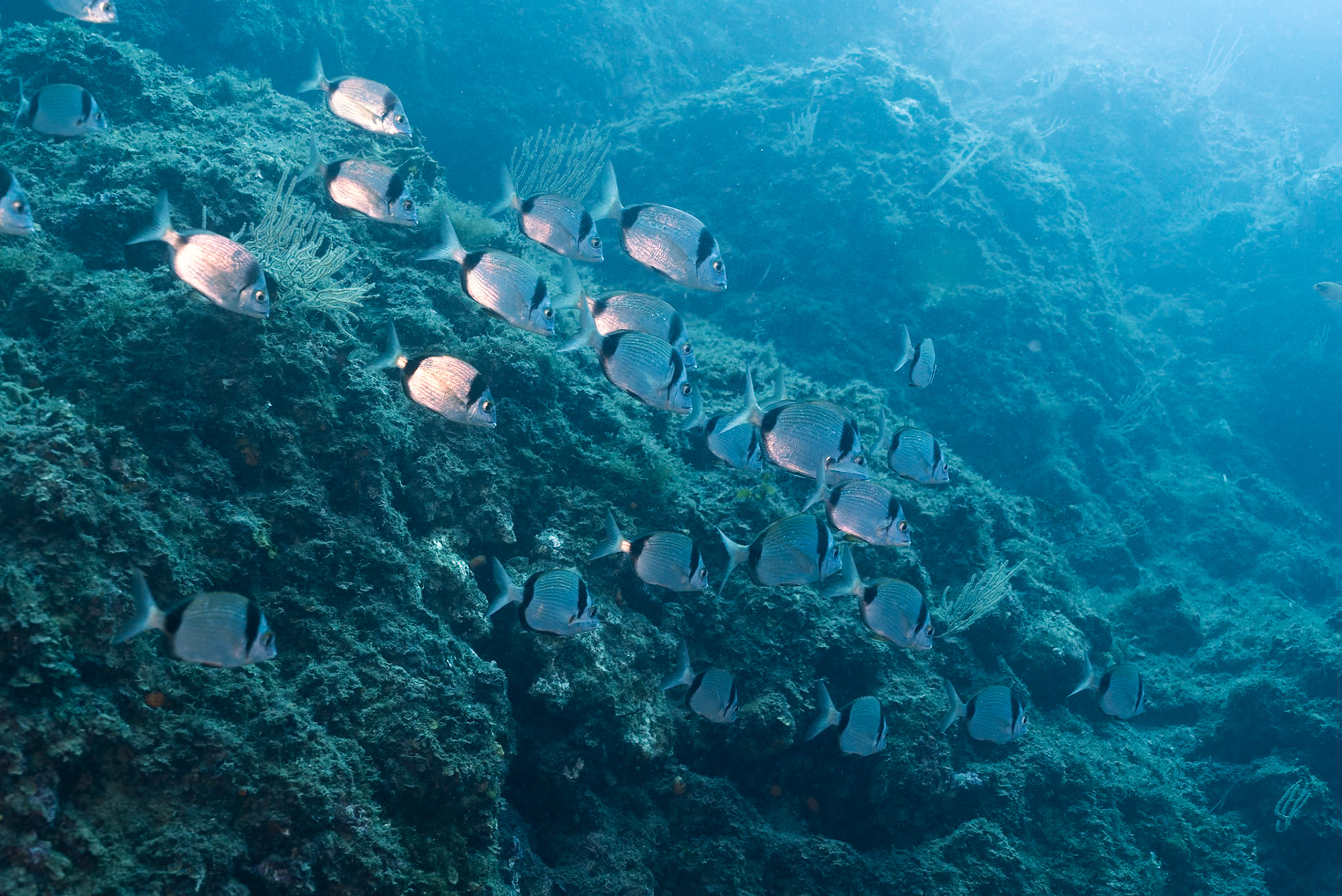 Marine life near Portofino / Italy