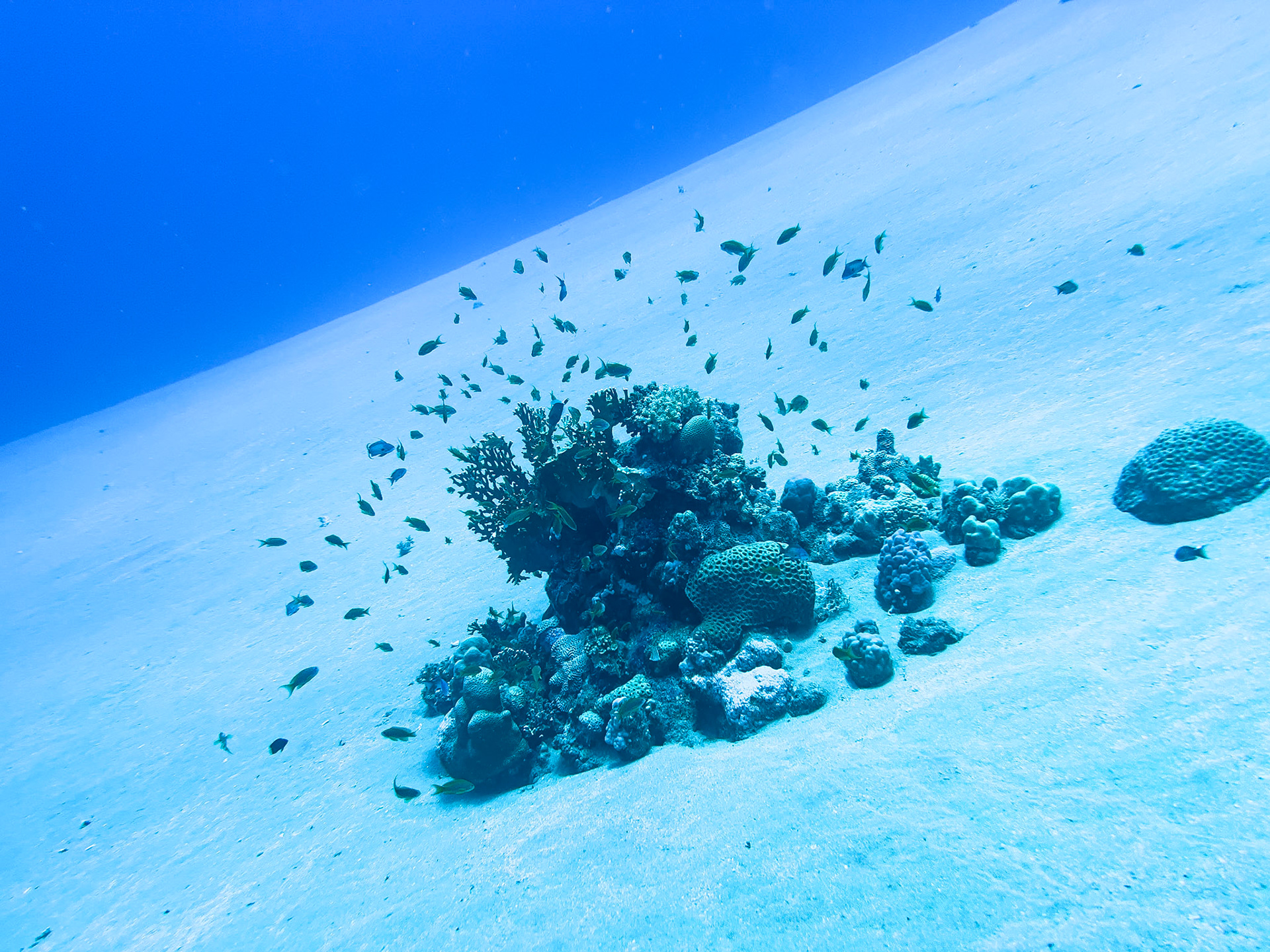 Coral reef in the red sea near Sharm el Sheikh