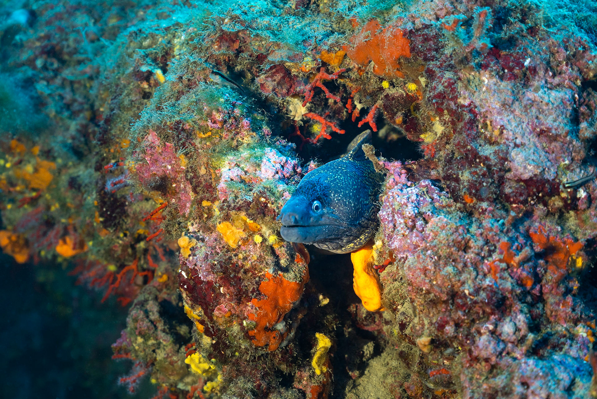Marine life near Portofino / Italy