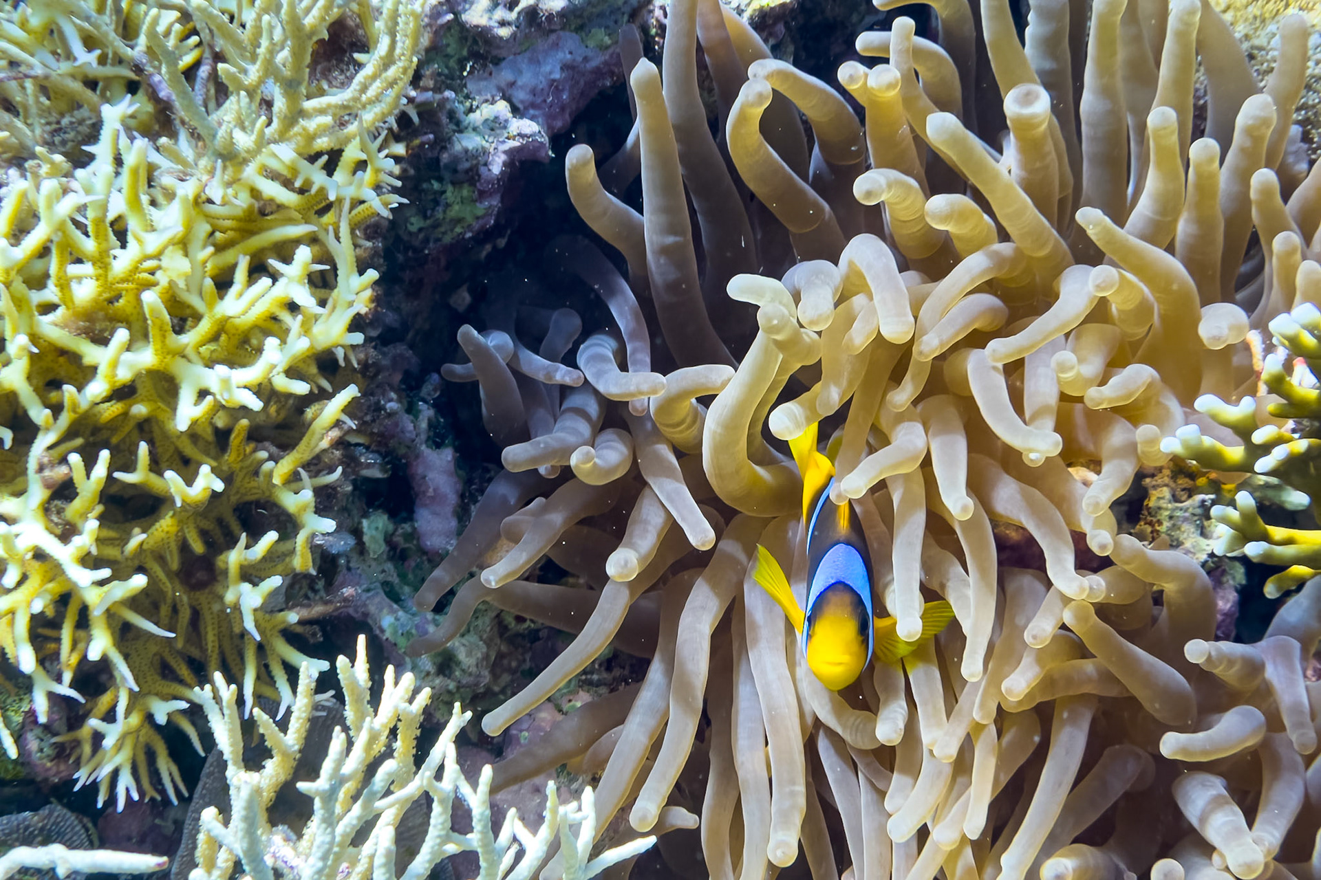 Coral reef in the red sea near Sharm el Sheikh