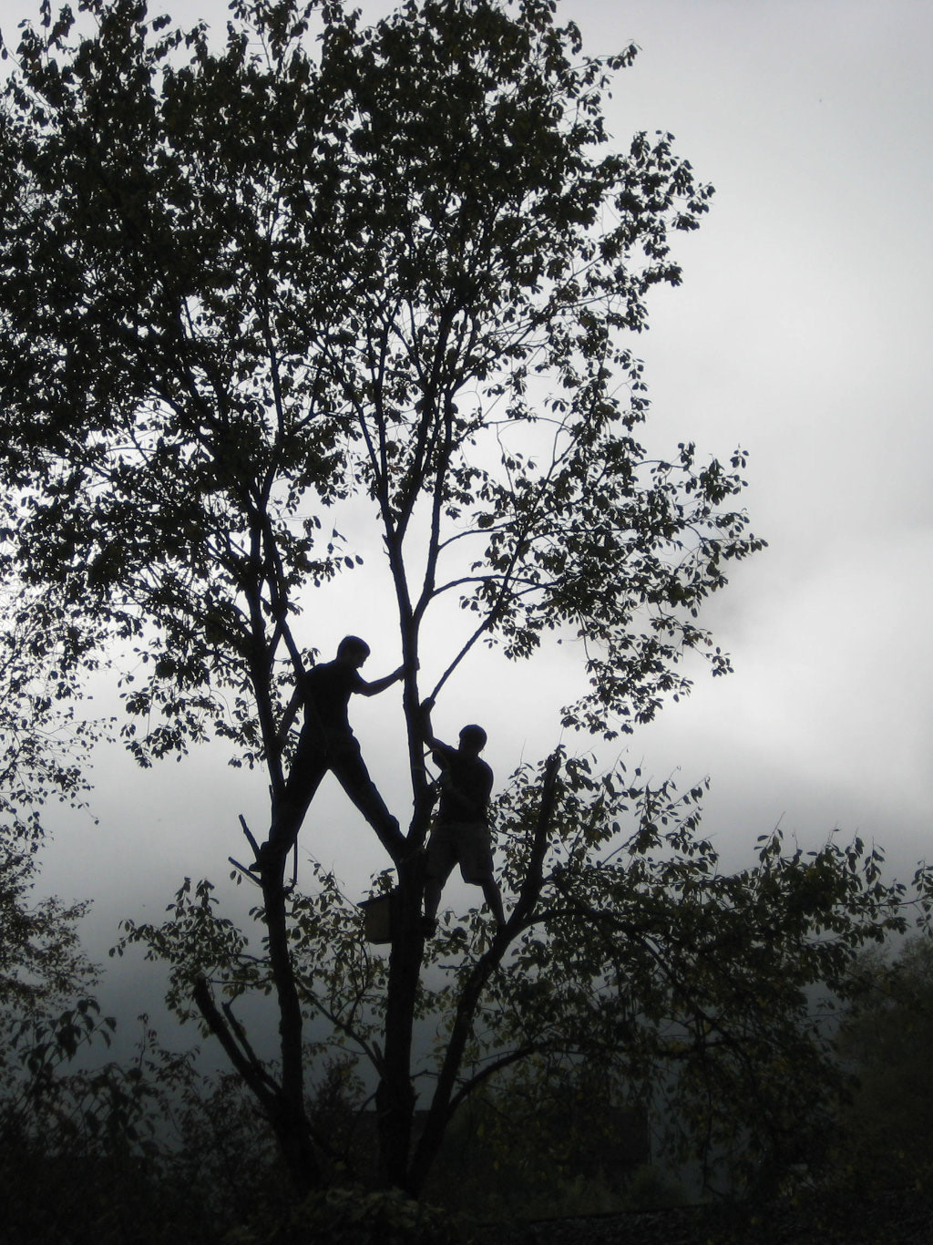 Lebensfreude - auf Bäume klettern