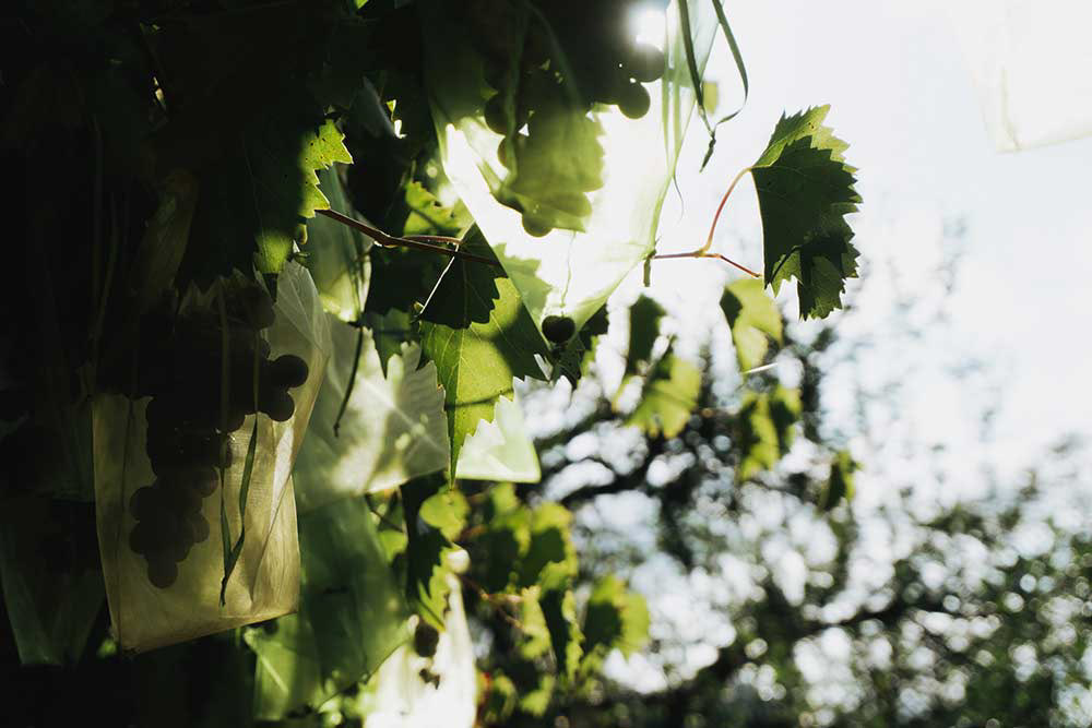 Weinreben