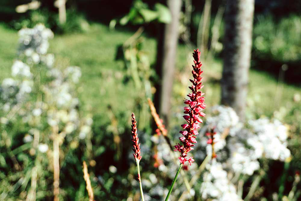 rote Blume