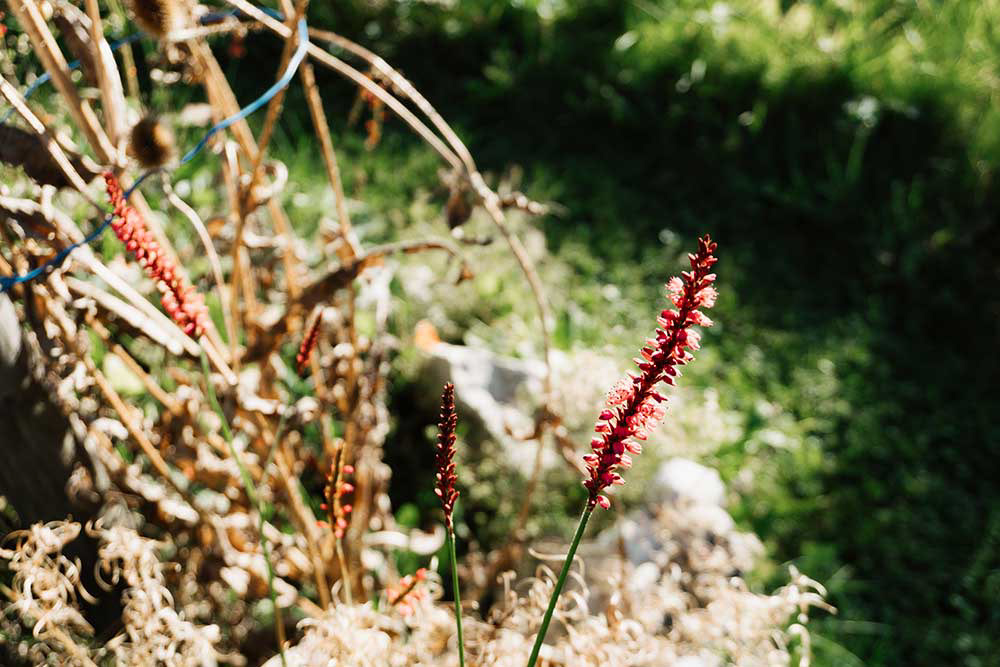 rote Blume