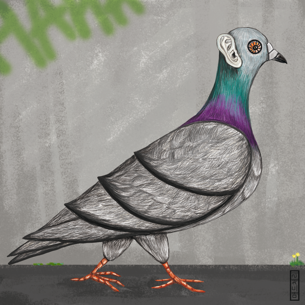 Ear Pigeon