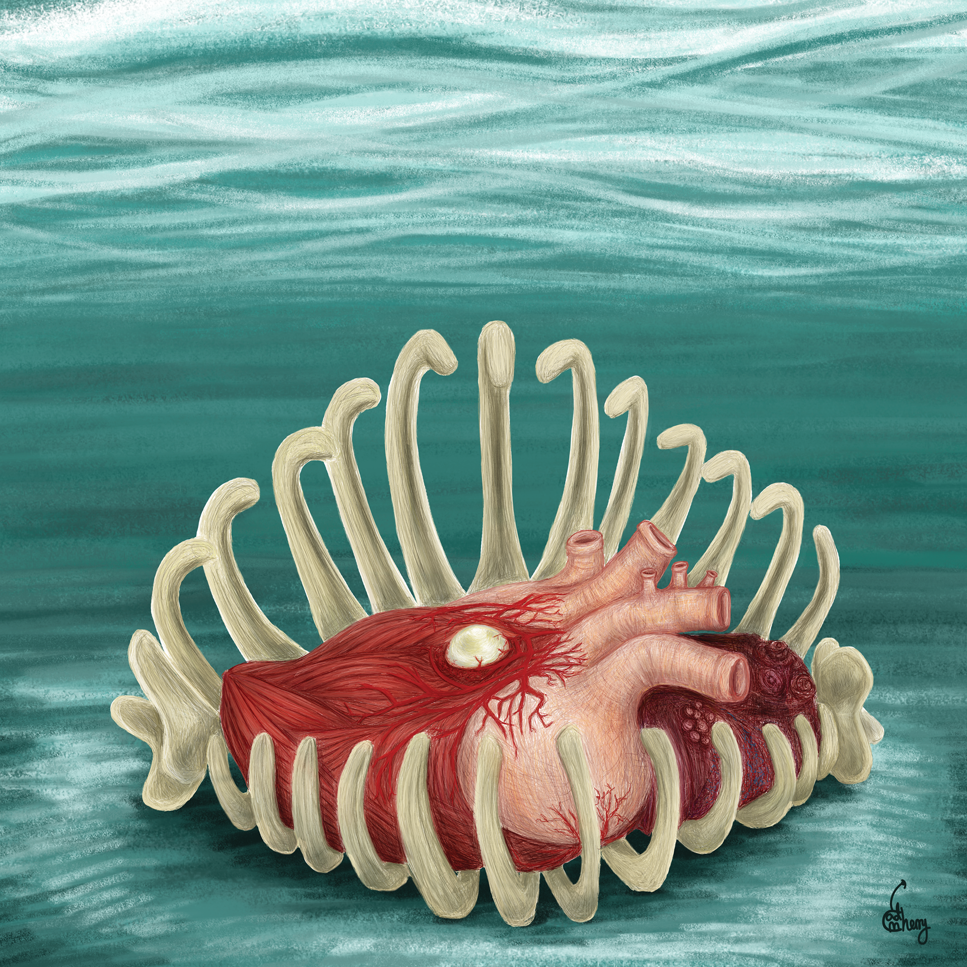 RIbbed Heart Clam