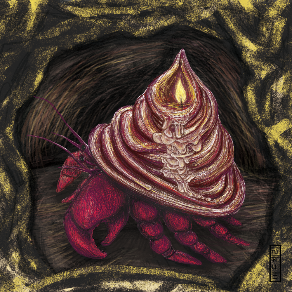 Candle Shell Hermit Crab