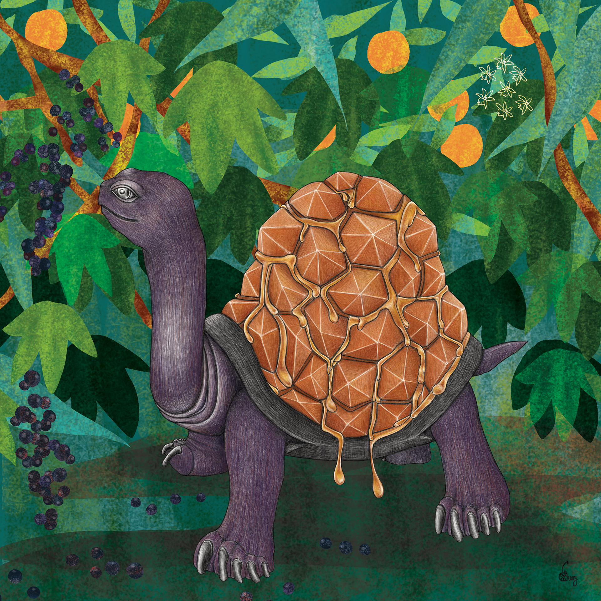 Syrup Tortoise