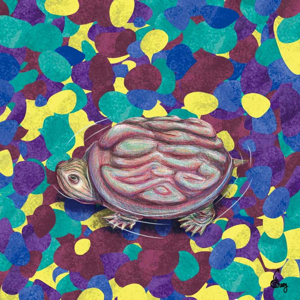 Freshwater Walnut Turtle