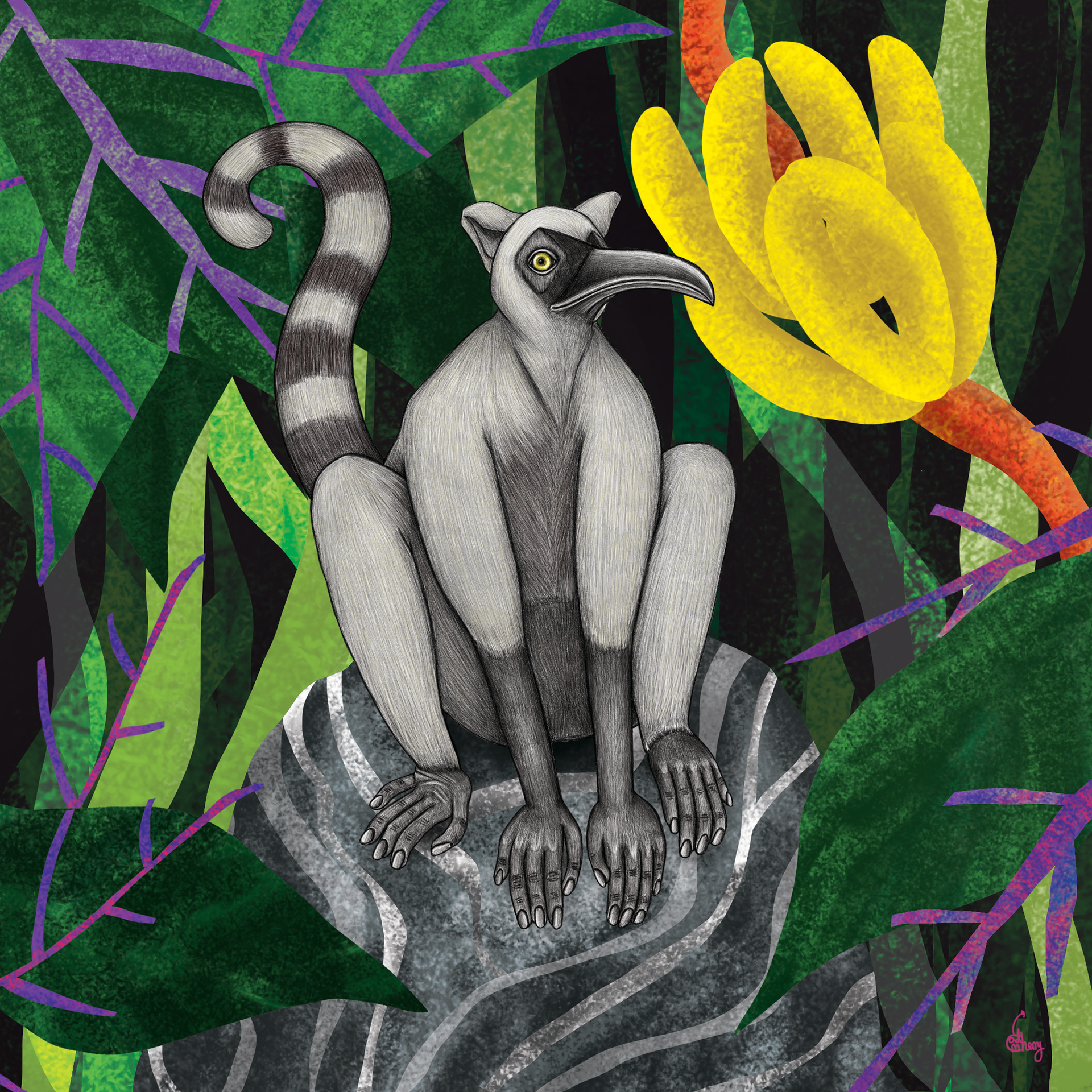 Beaked Lemur