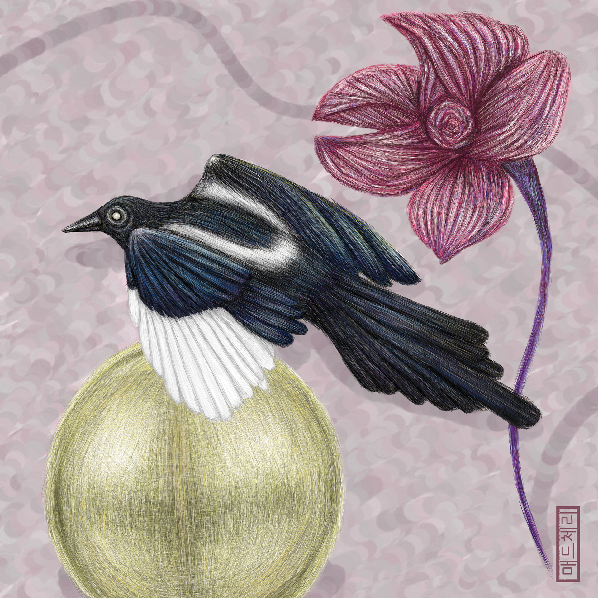 Pear-eyed Magpie