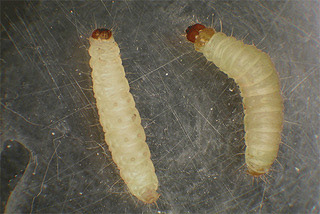 img. catepillar