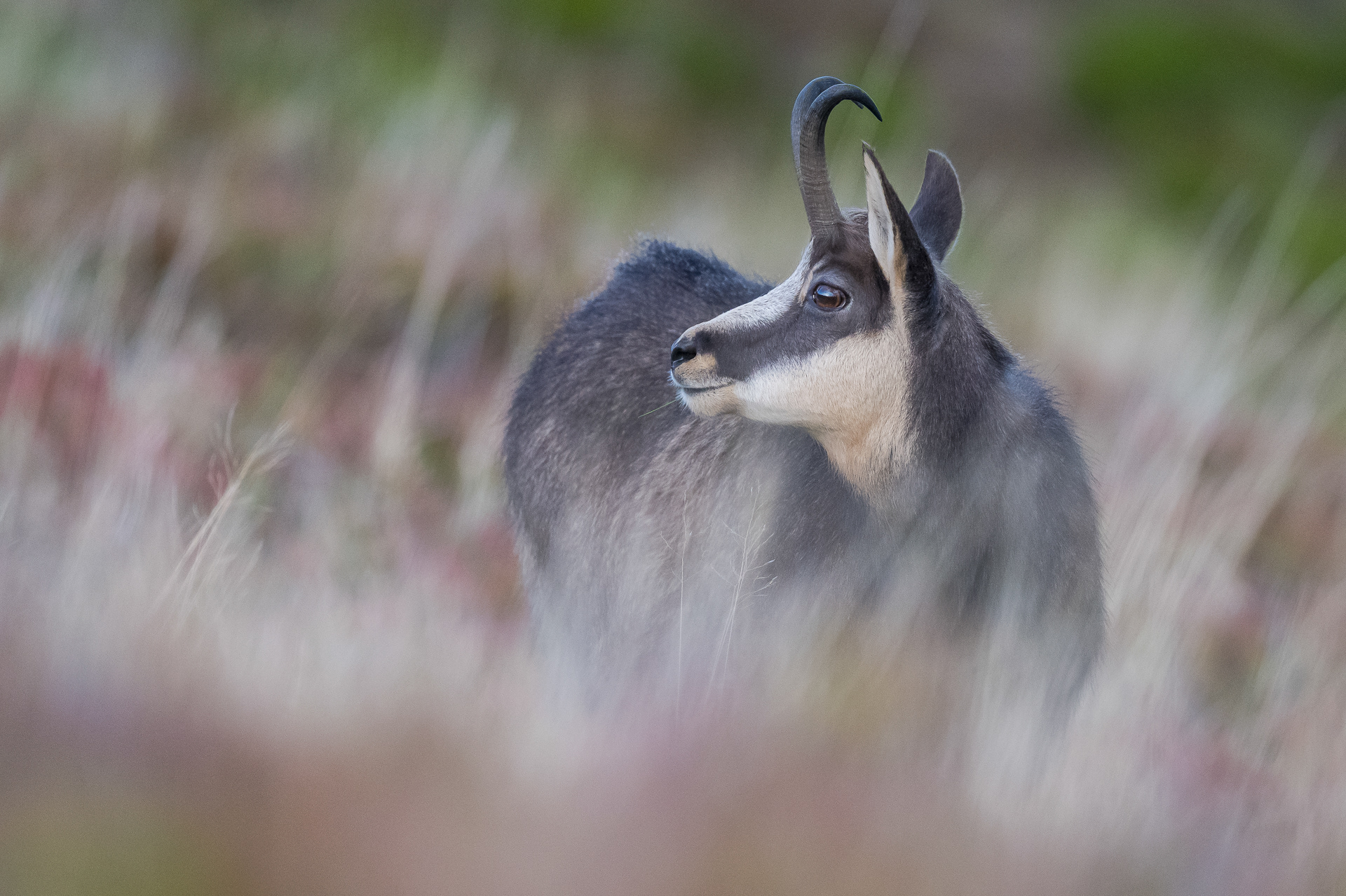 Fotowettbewerb 2023 Alexander-Koenig-Gesellschaft, Platz 2