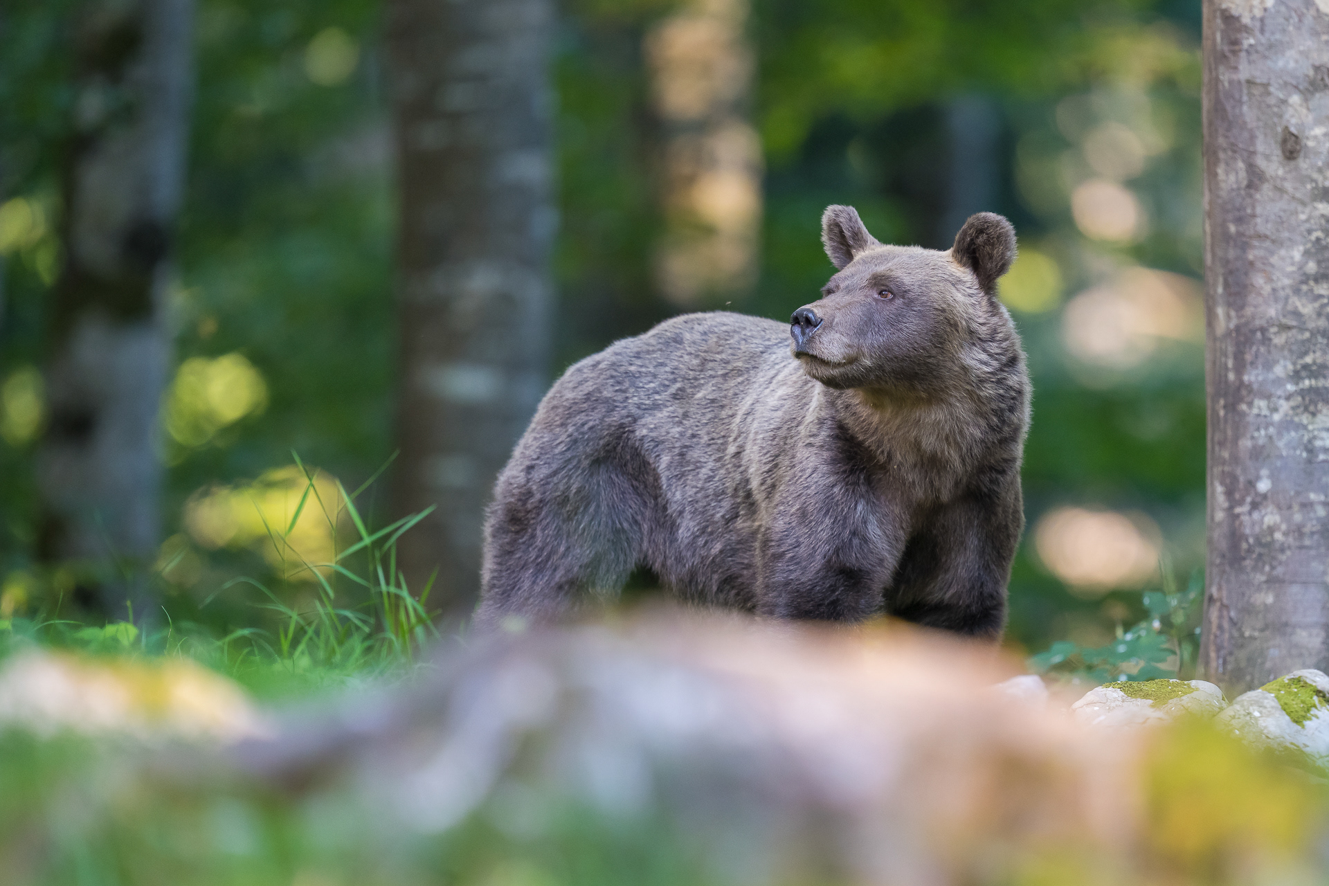 Fotowettbewerb 2025 Alexander-Koenig-Gesellschaft, lobende Erwähnung