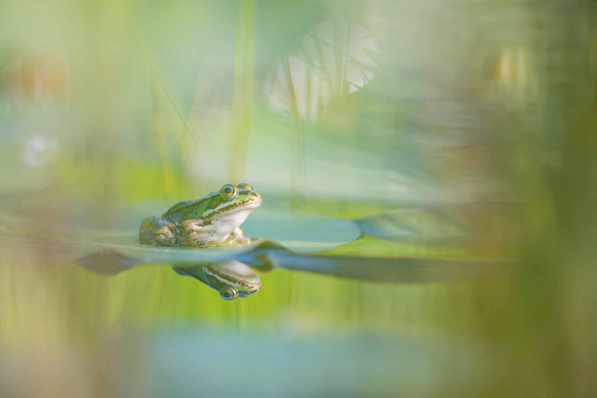 Fotowettbewerb 2023 Alexander-Koenig-Gesellschaft, lobende Erwähnung