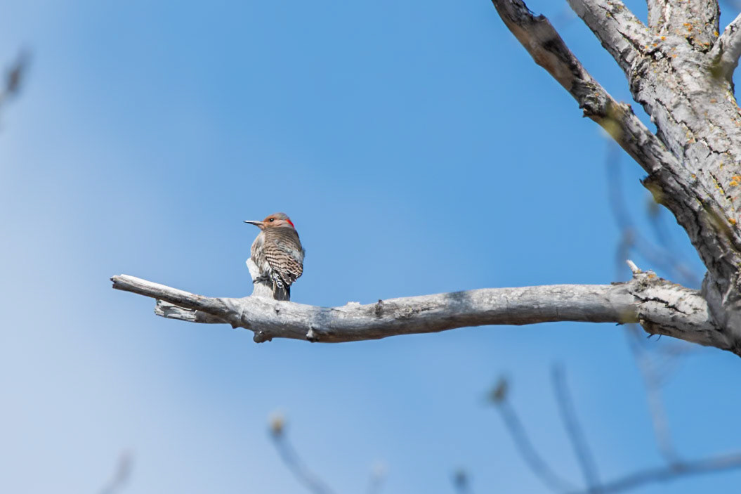 Northern Flicker