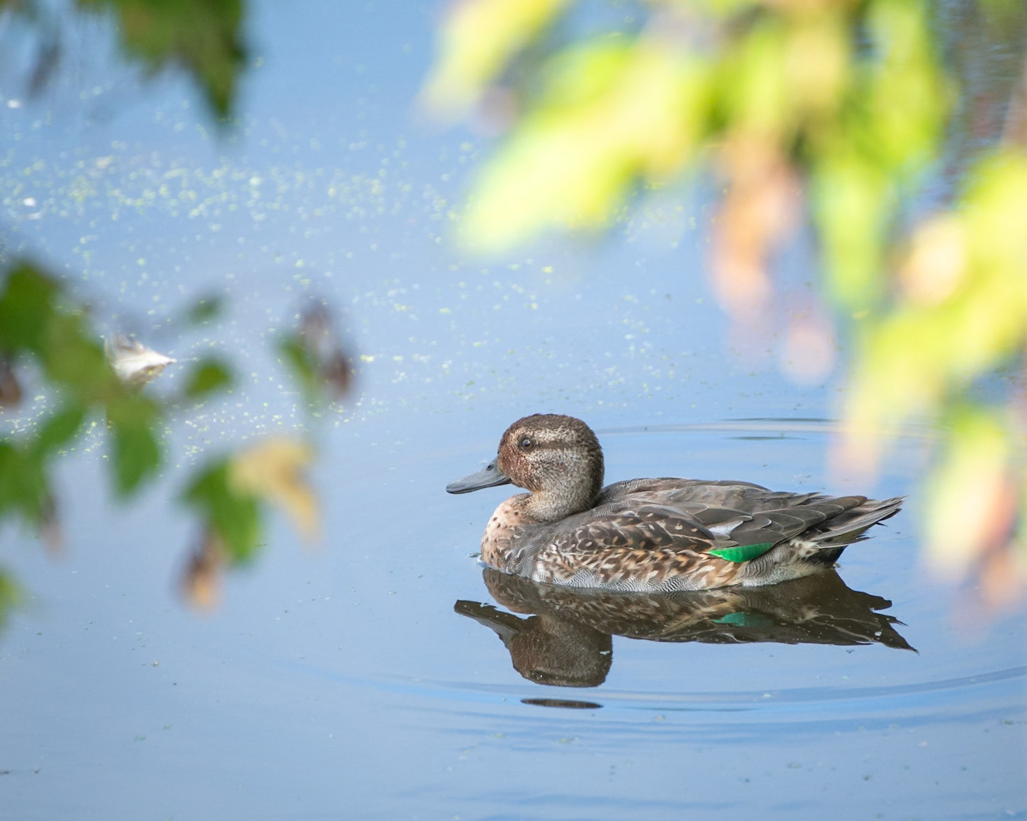 Green Winged Teal