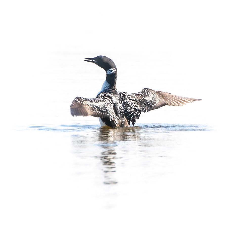 Common Loon