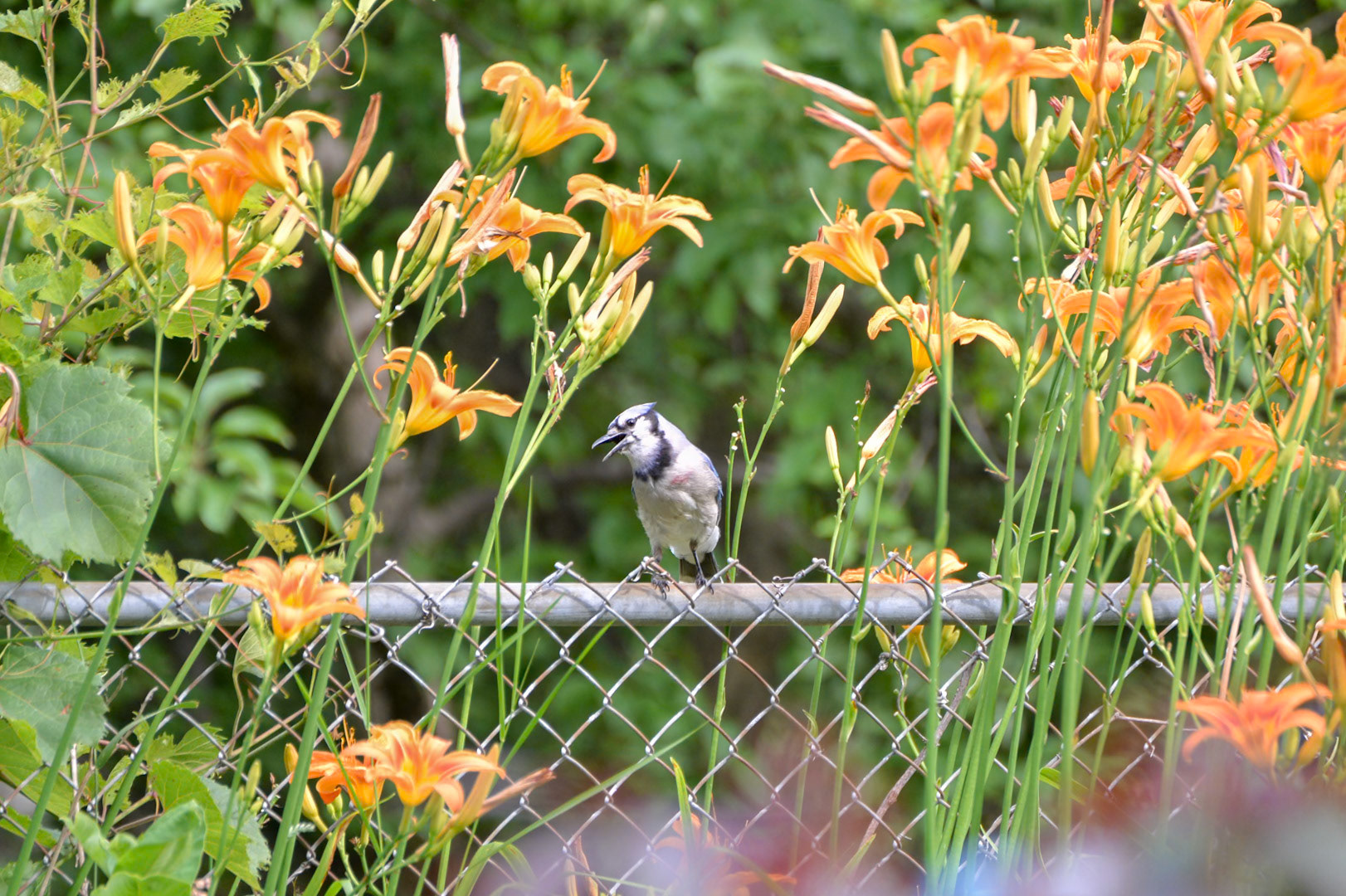 Blue Jay